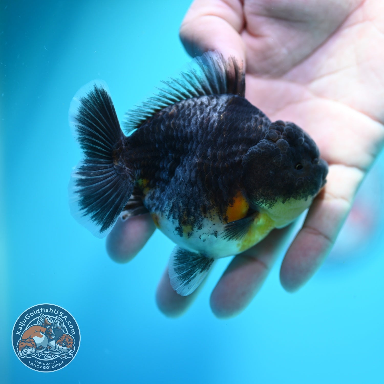 Blue Kirin Oranda 3.5 inch Body (260612_OR13)