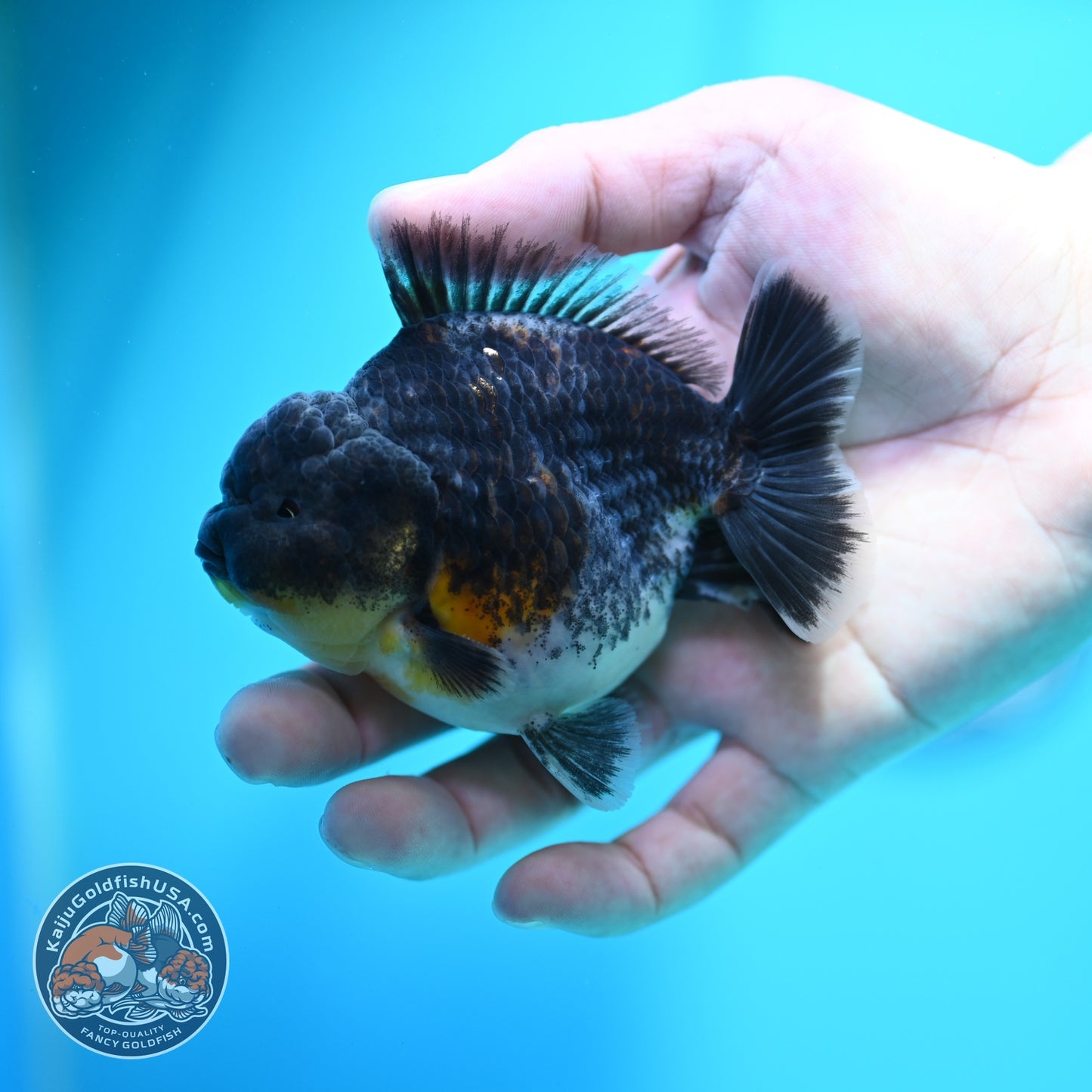 Blue Kirin Oranda 3.5 inch Body (260612_OR13)