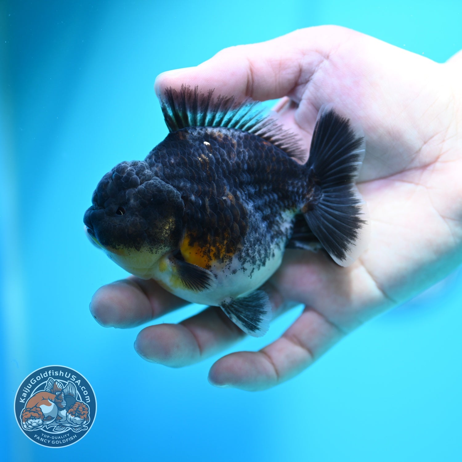 Blue Kirin Oranda 3.5 inch Body (260612_OR13)