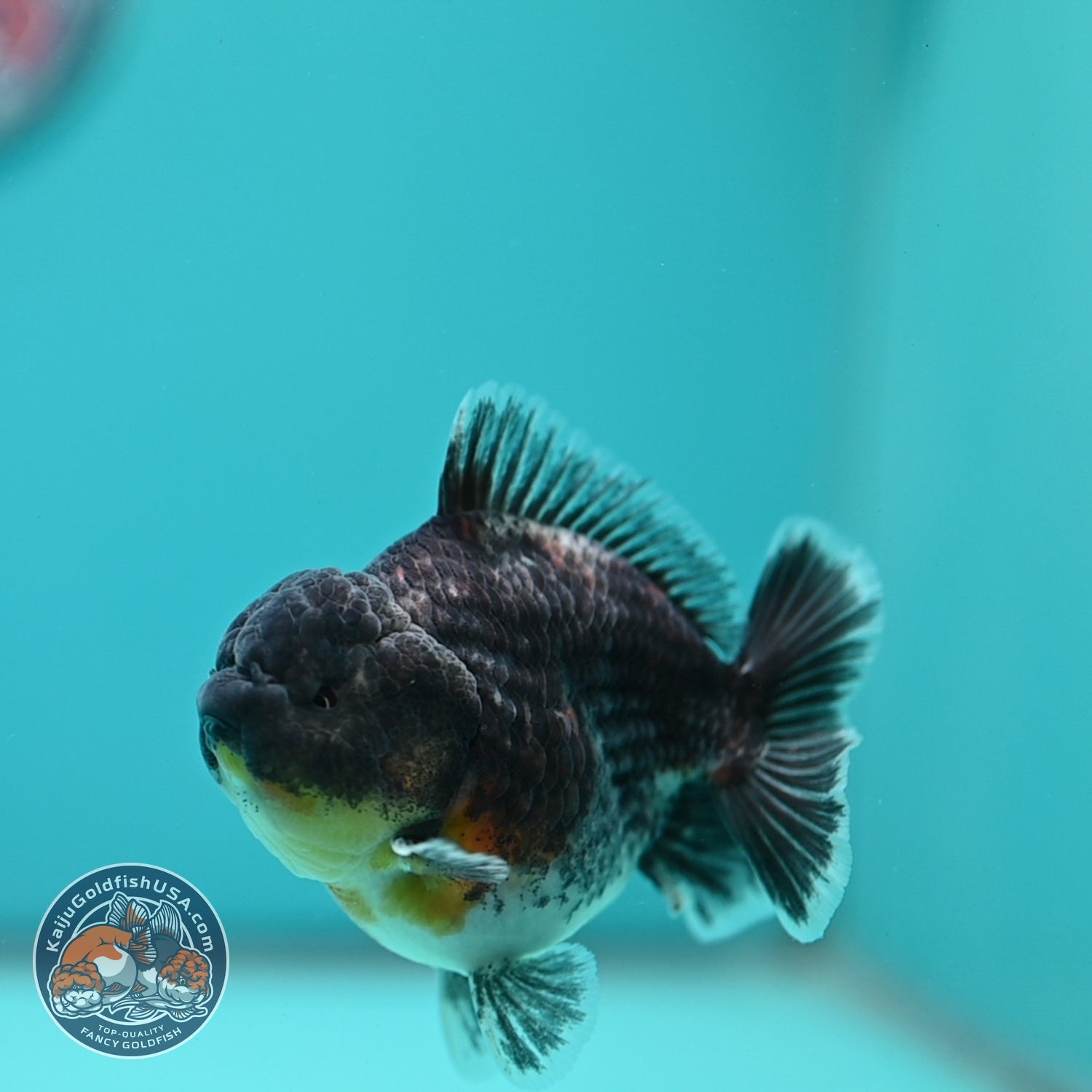 Blue Kirin Oranda 3.5 inch Body (260612_OR13)