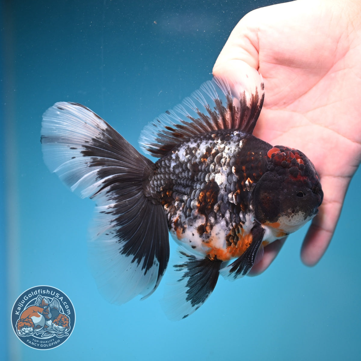 Blue Kirin Oranda 4 inch Body (260925_OR01)