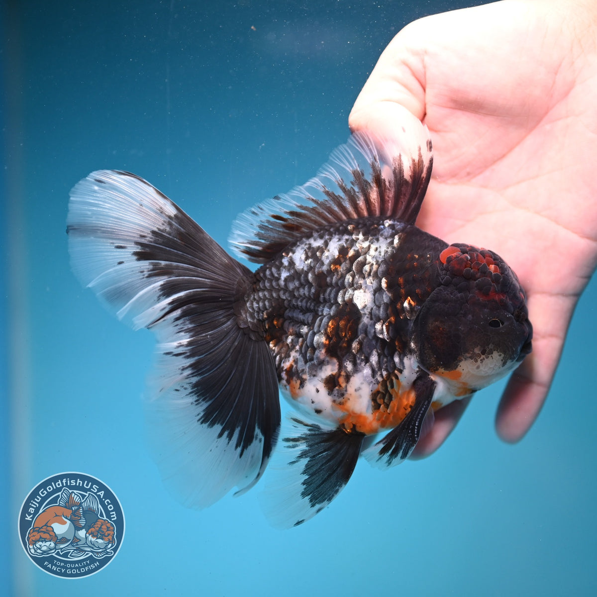 Blue Kirin Oranda 4 inch Body (260925_OR01)