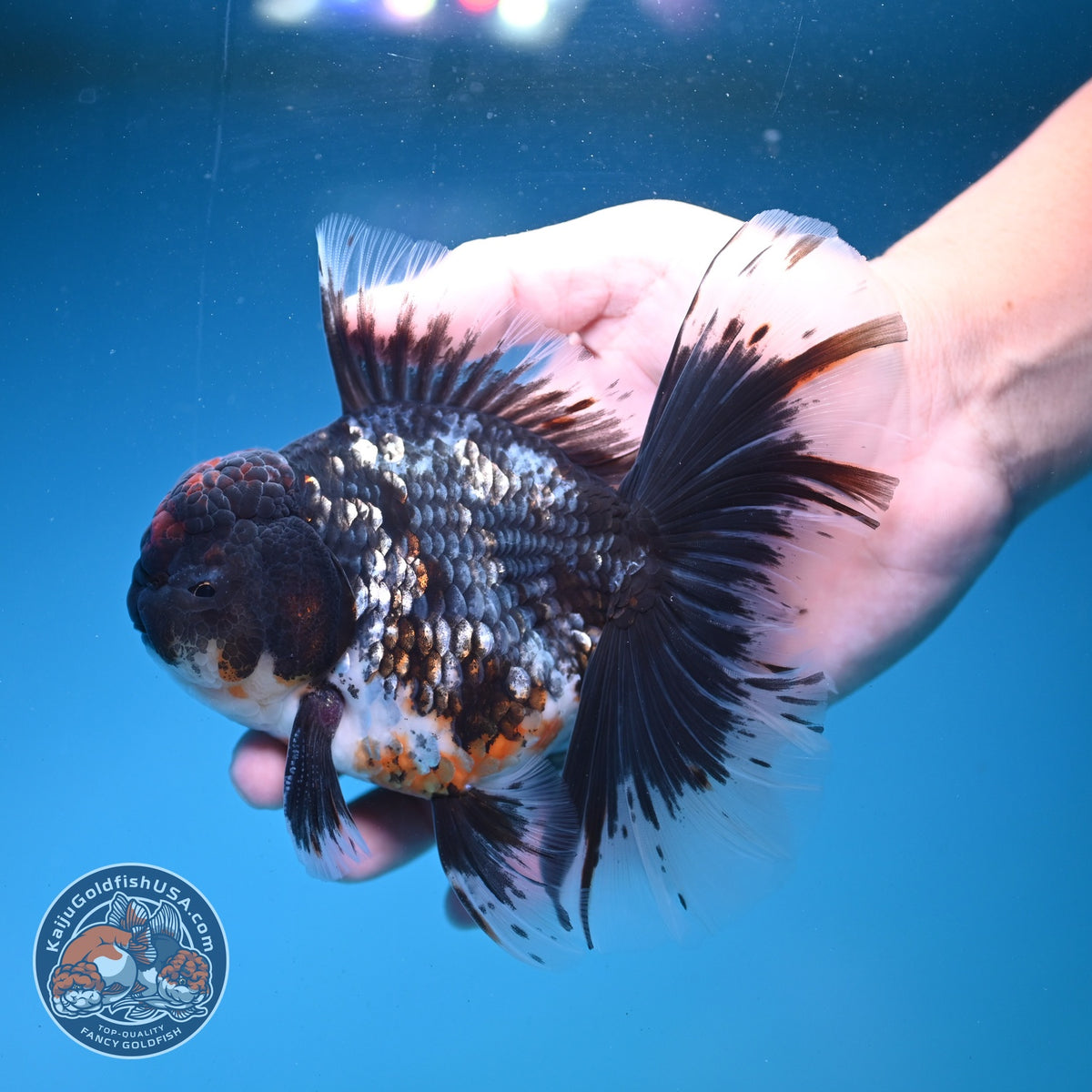 Blue Kirin Oranda 4 inch Body (260925_OR01)