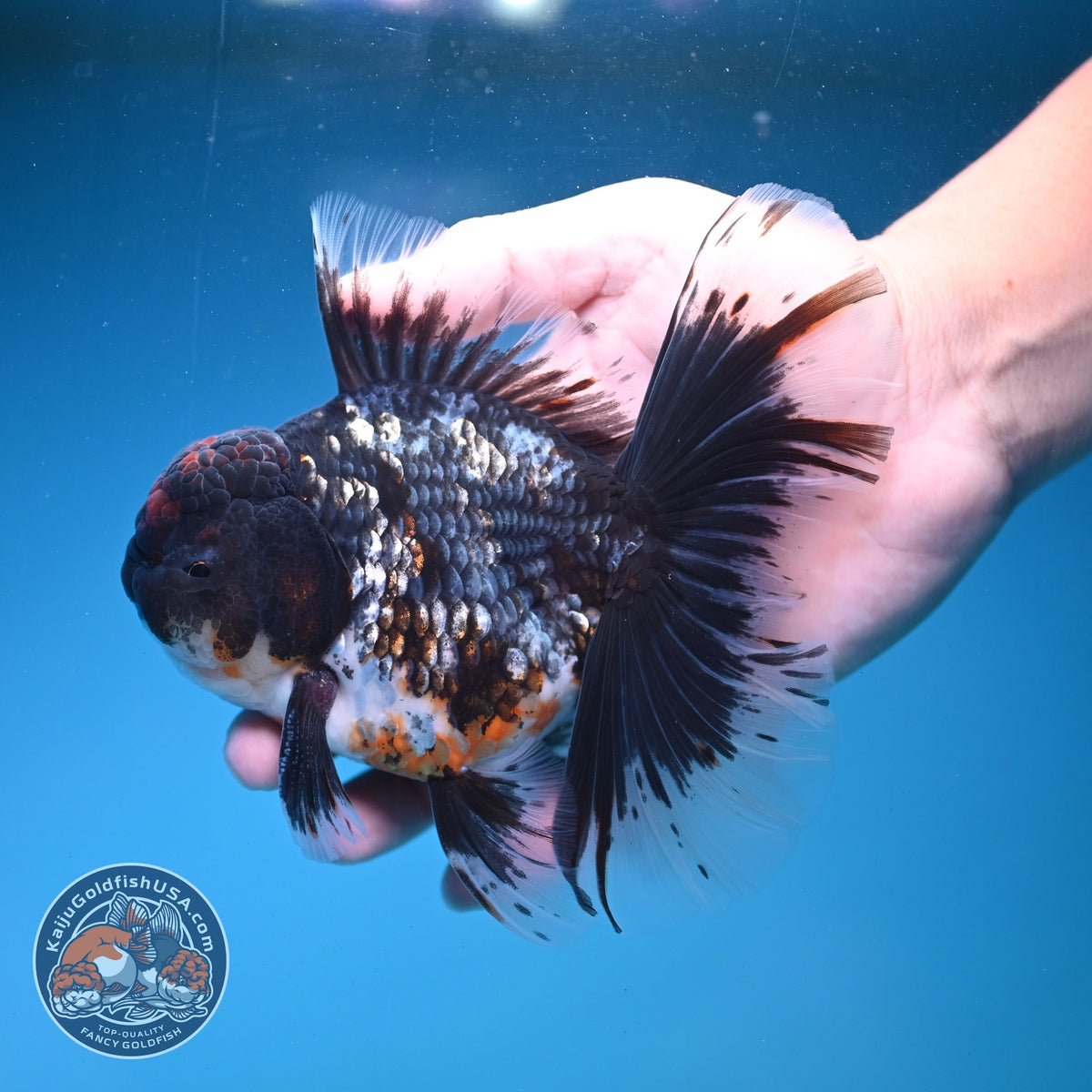 Blue Kirin Oranda 4 inch Body (260925_OR01)