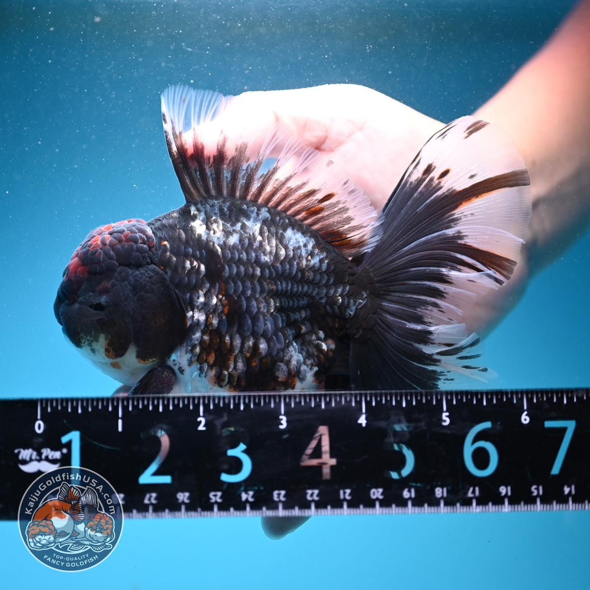 Blue Kirin Oranda 4 inch Body (260925_OR01)