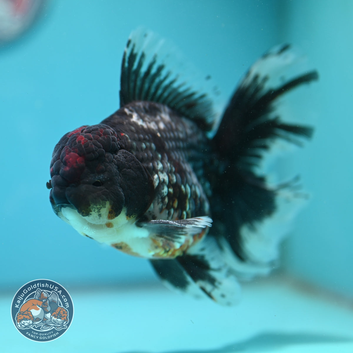 Blue Kirin Oranda 4 inch Body (260925_OR01)