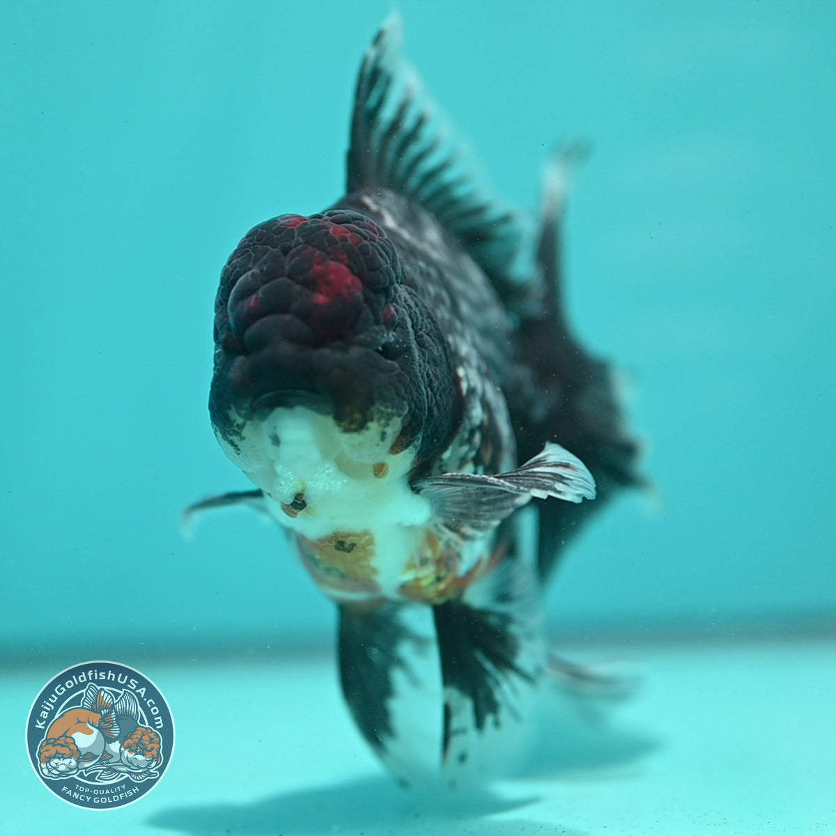 Blue Kirin Oranda 4 inch Body (260925_OR01)