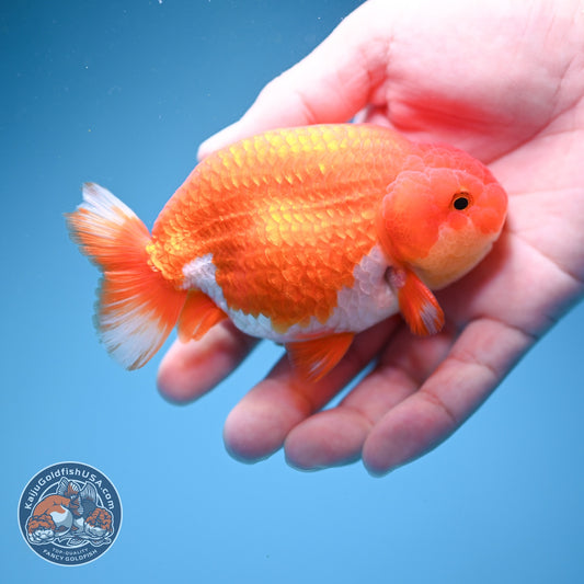 Buffalo Ranchu 3.8 inch Body (260814_RC02)