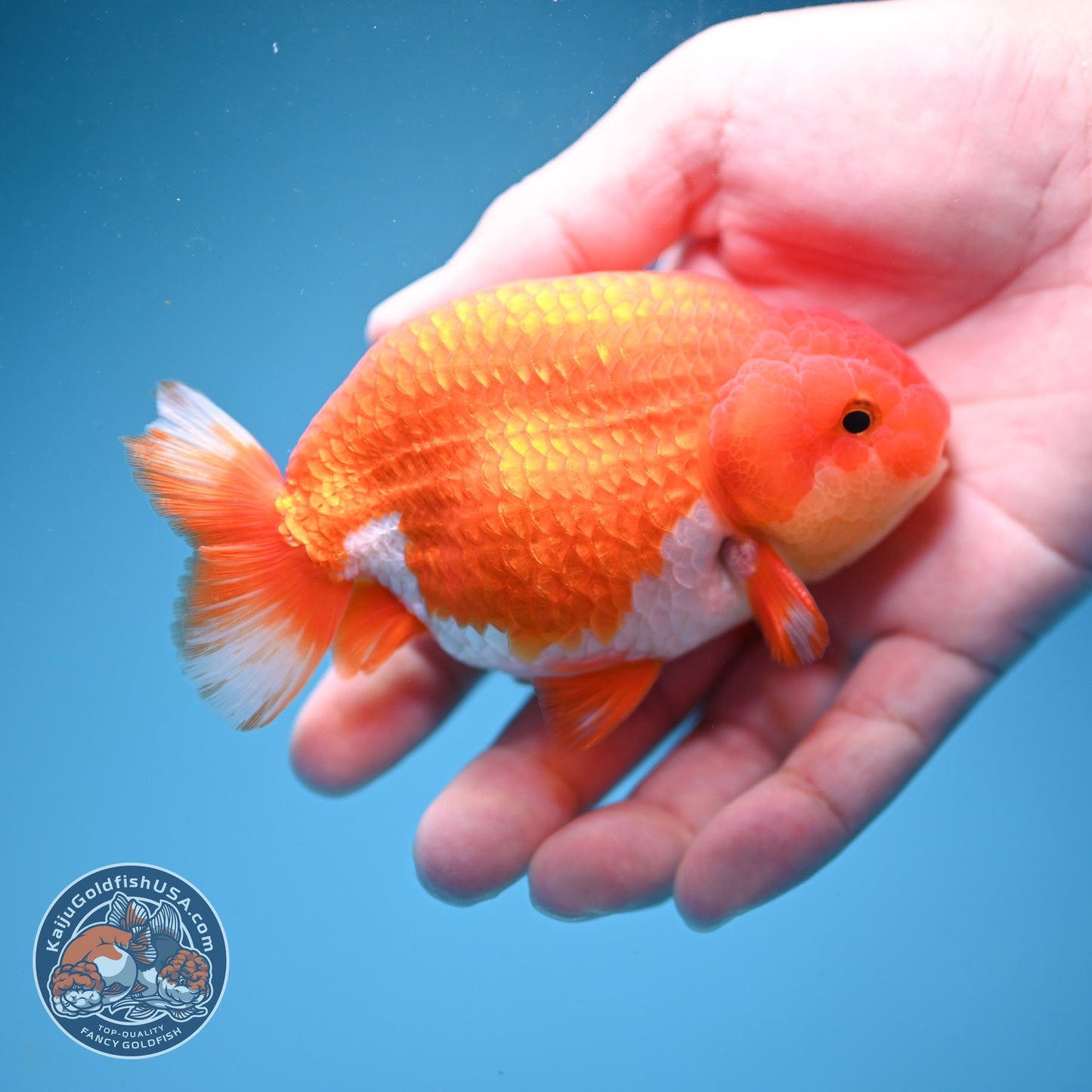 Buffalo Ranchu 3.8 inch Body (260814_RC02)
