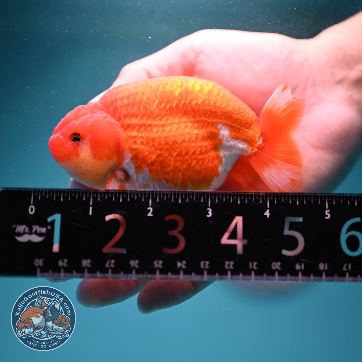 Buffalo Ranchu 3.8 inch Body (260814_RC02)