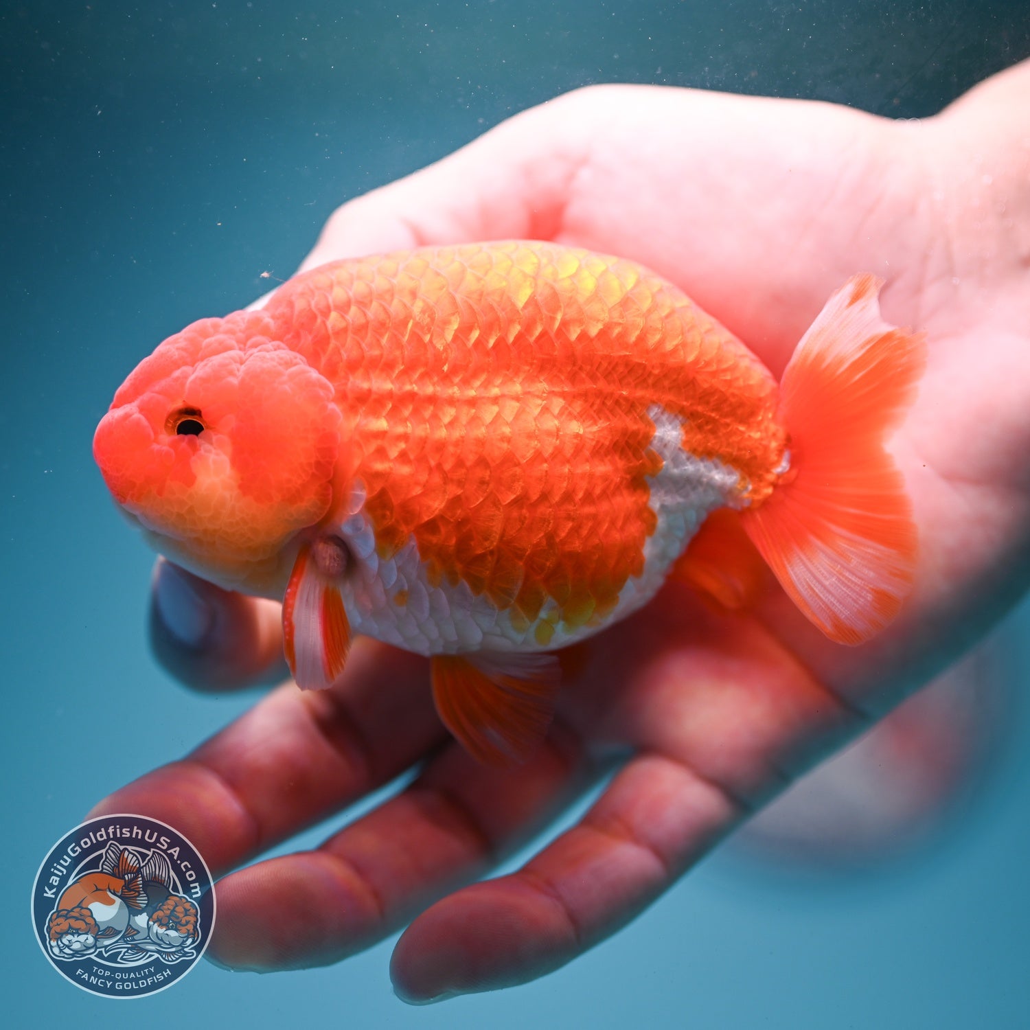 Buffalo Ranchu 3.8 inch Body (260814_RC02)