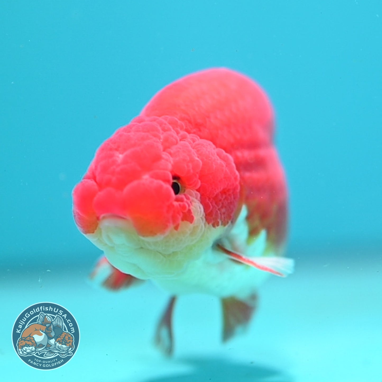 Buffalo Ranchu 3.8 inch Body (260814_RC02)
