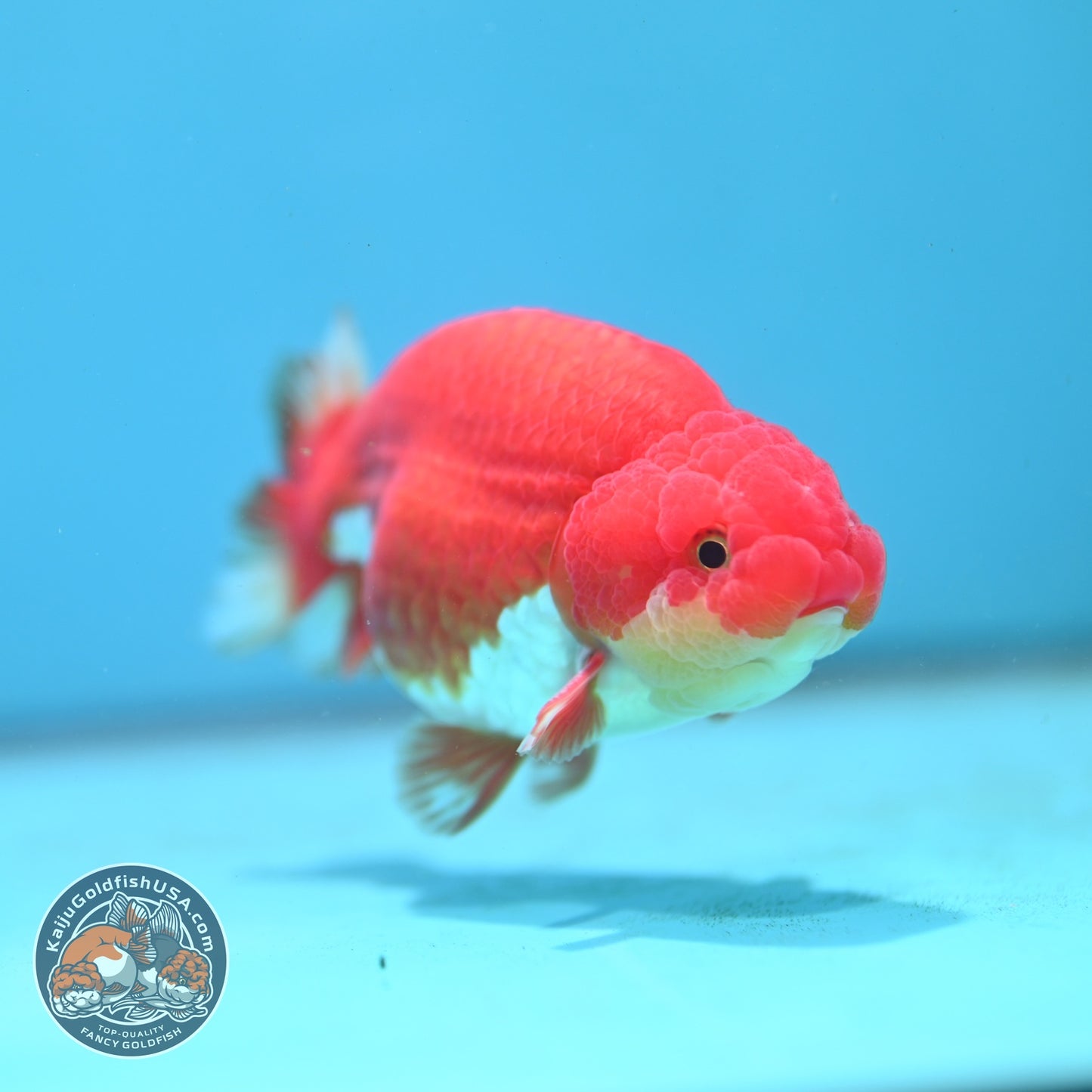 Buffalo Ranchu 3.8 inch Body (260814_RC02)