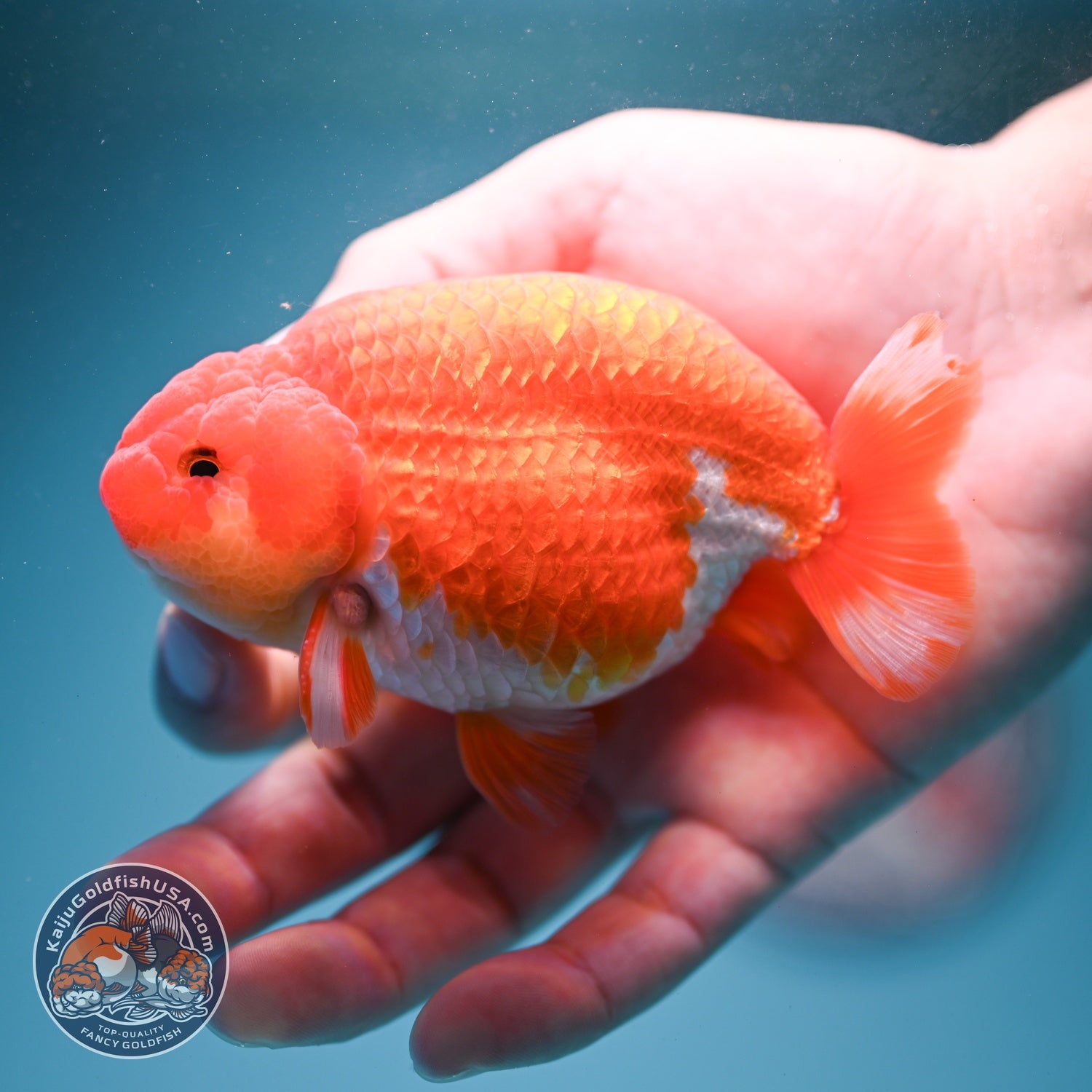 Buffalo Ranchu 3.8 inch Body (260814_RC02)