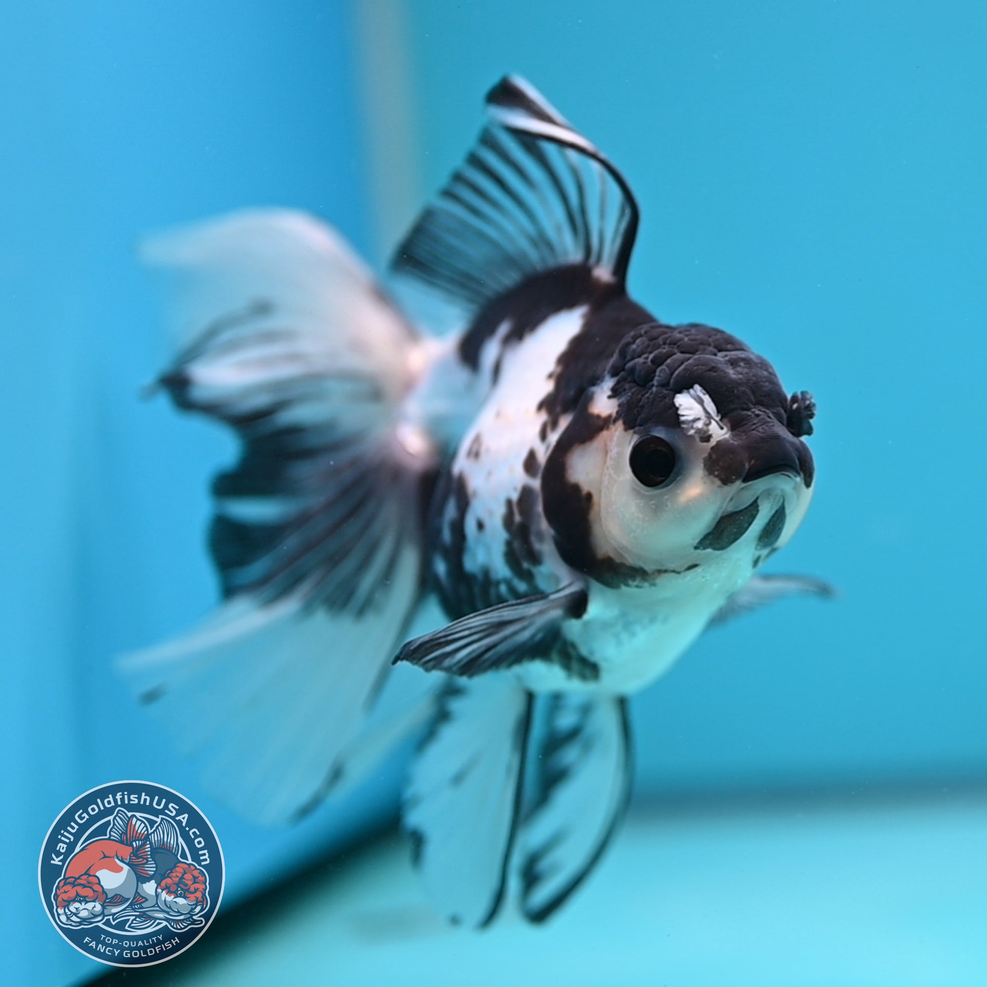 Butterfly Tail Panda Oranda 3.8 inch Body (251212_OR04)