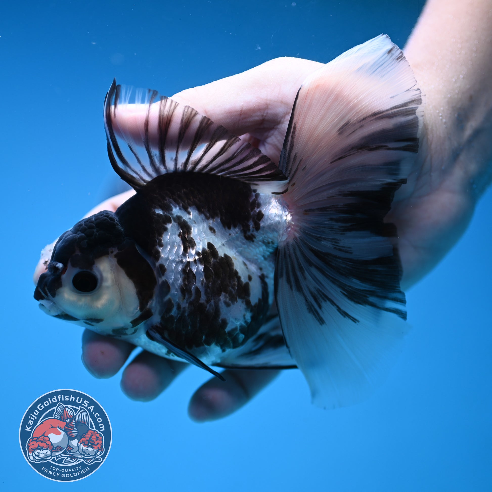 Butterfly Tail Panda Oranda 3.8 inch Body (251212_OR04)