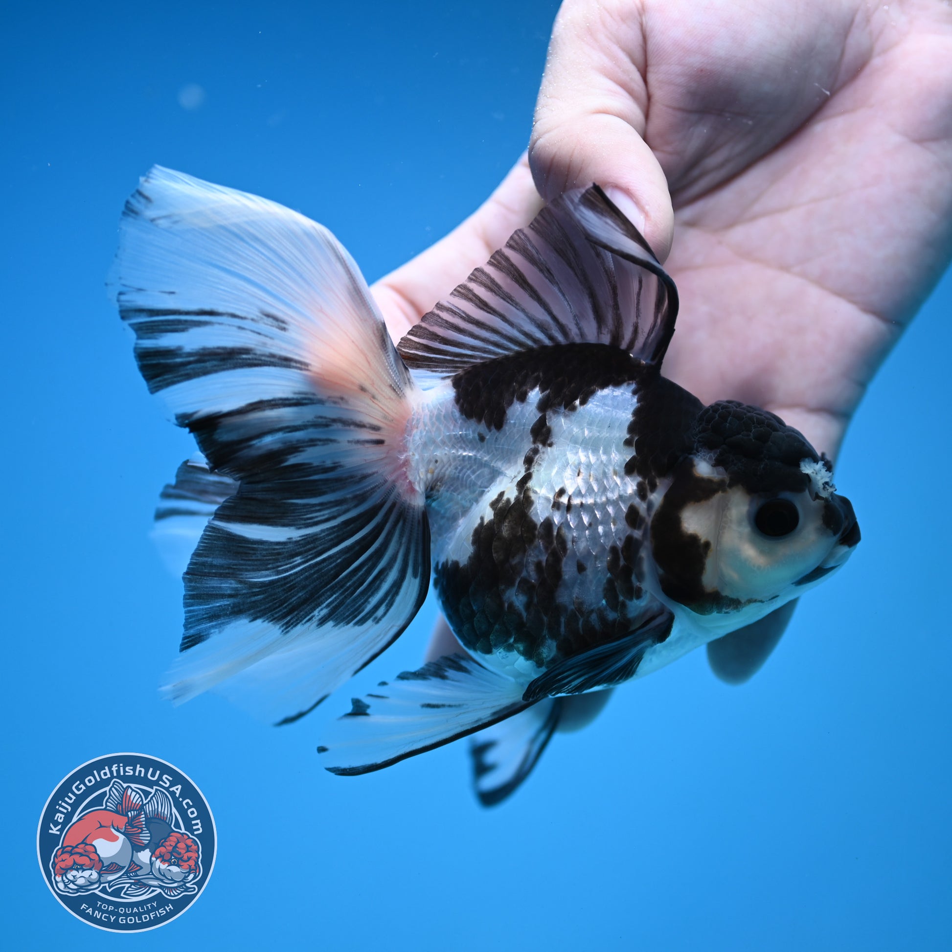 Butterfly Tail Panda Oranda 3.8 inch Body (251212_OR04)