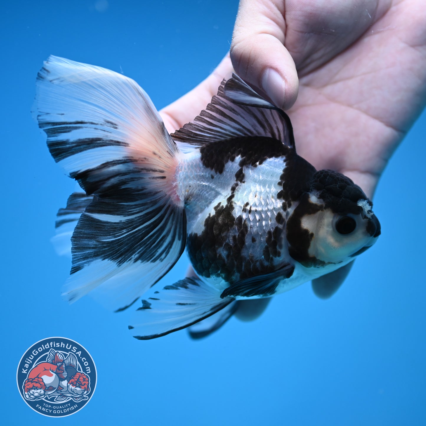 Butterfly Tail Panda Oranda 3.8 inch Body (251212_OR04)