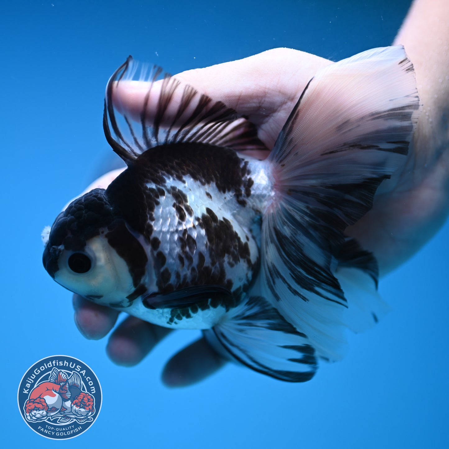 Butterfly Tail Panda Oranda 3.8 inch Body (251212_OR04)