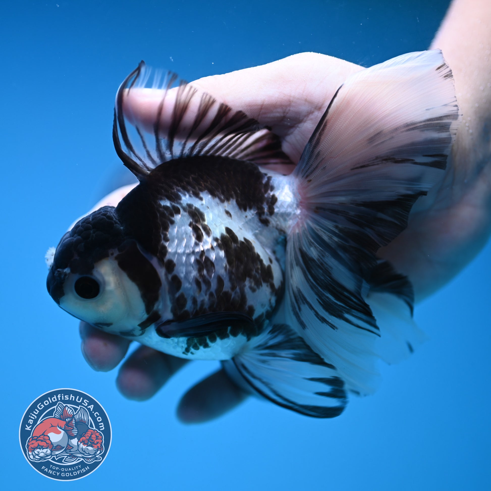 Butterfly Tail Panda Oranda 3.8 inch Body (251212_OR04)