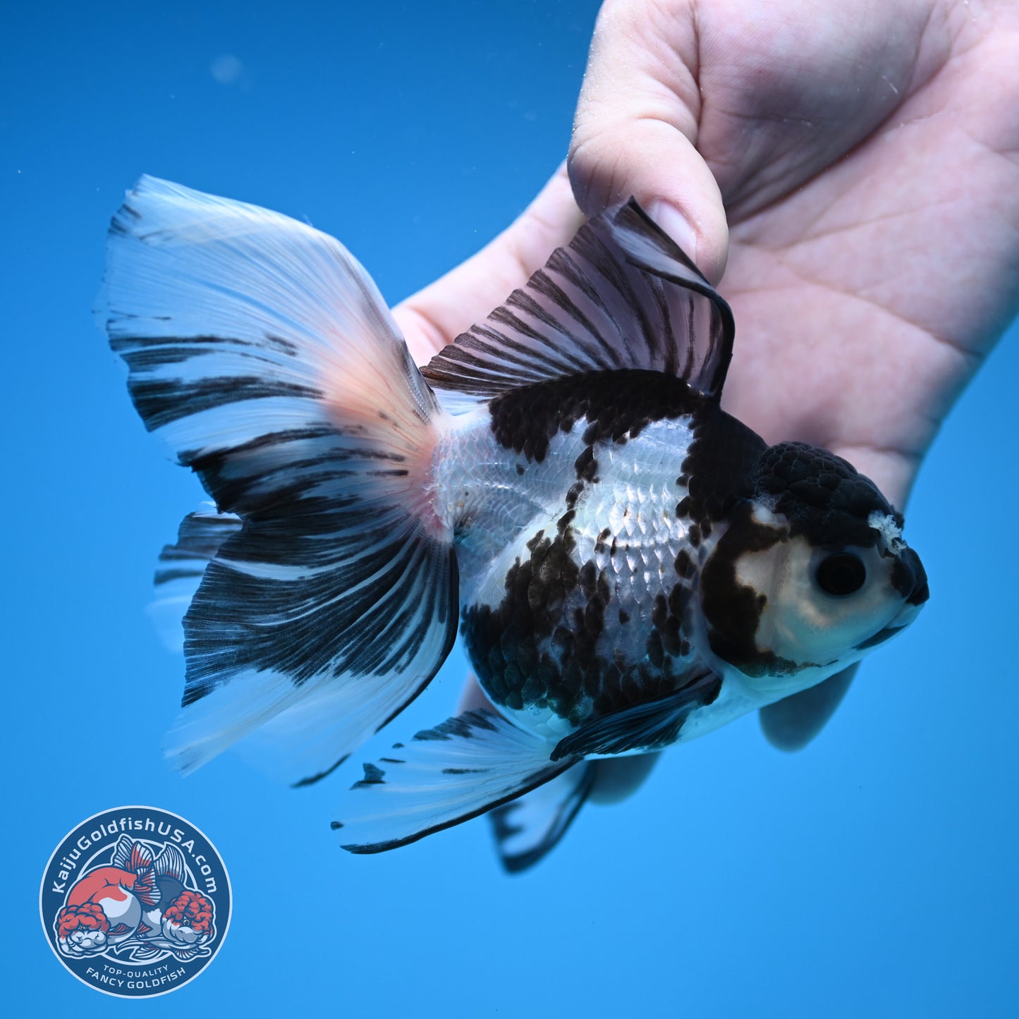 Butterfly Tail Panda Oranda 3.8 inch Body (251212_OR04)