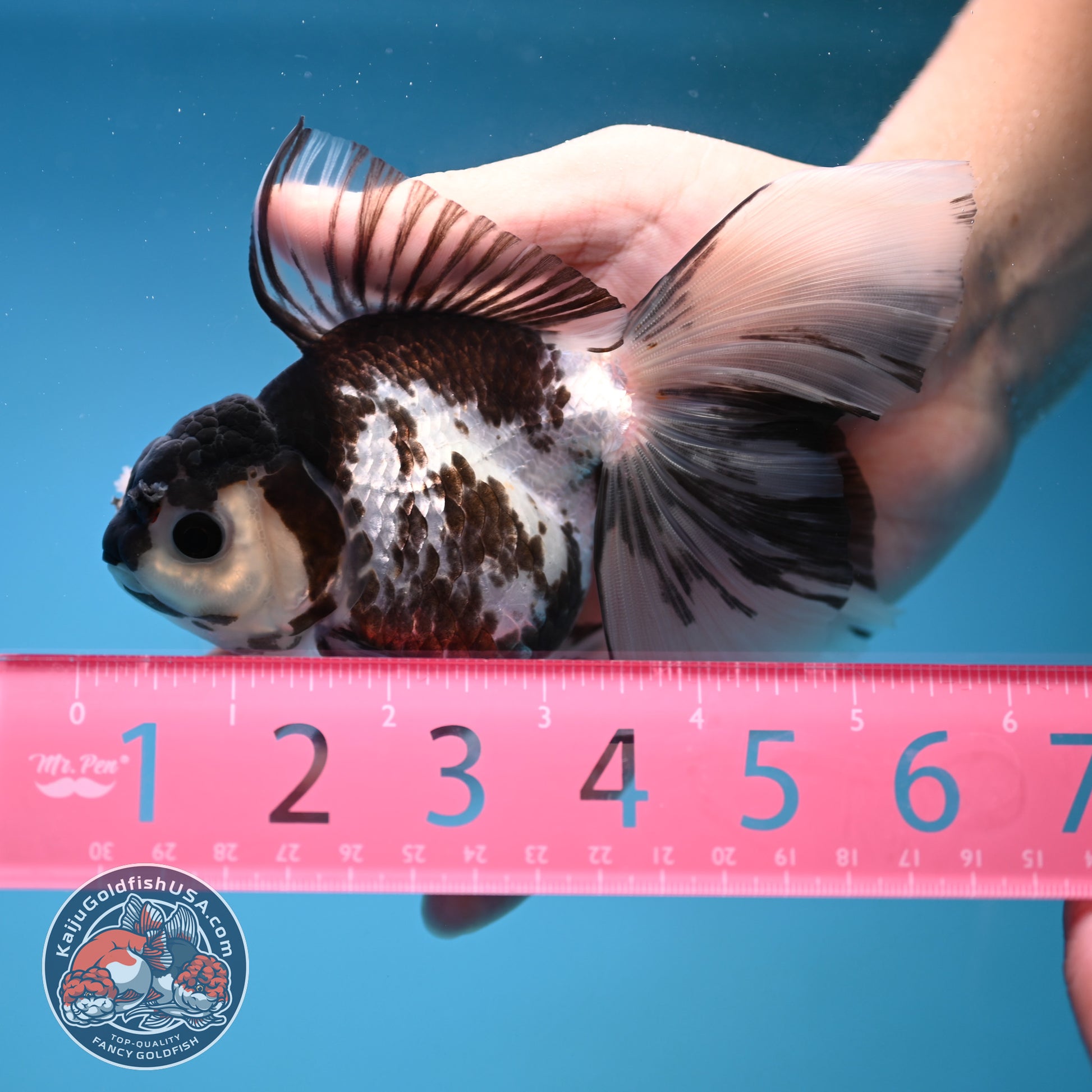 Butterfly Tail Panda Oranda 3.8 inch Body (251212_OR04)