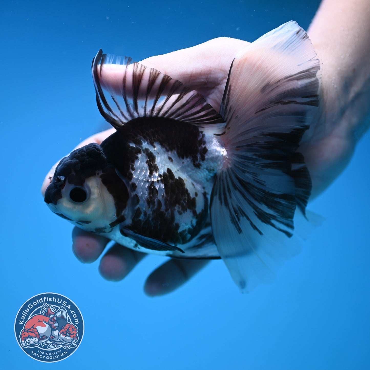 Butterfly Tail Panda Oranda 3.8 inch Body (251212_OR04)