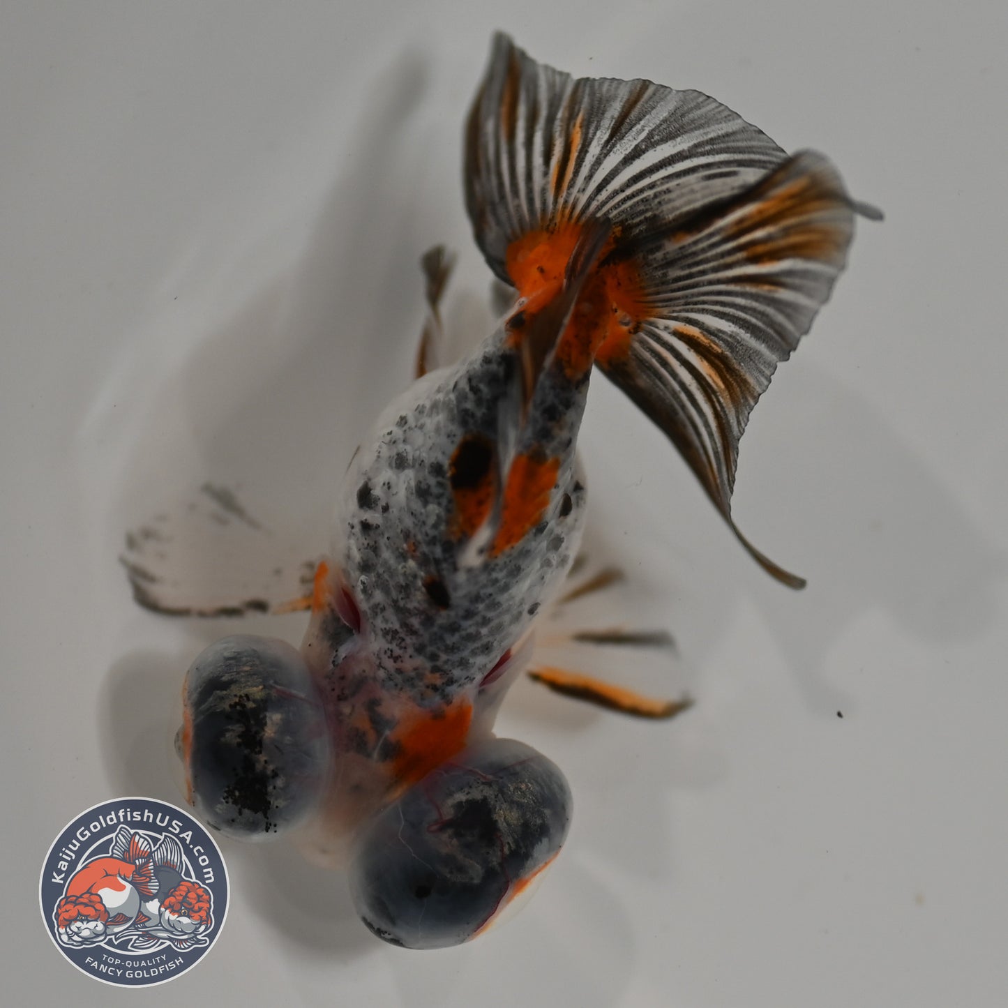 Butterfly Tail Telescope inch Body (260220_TL05)