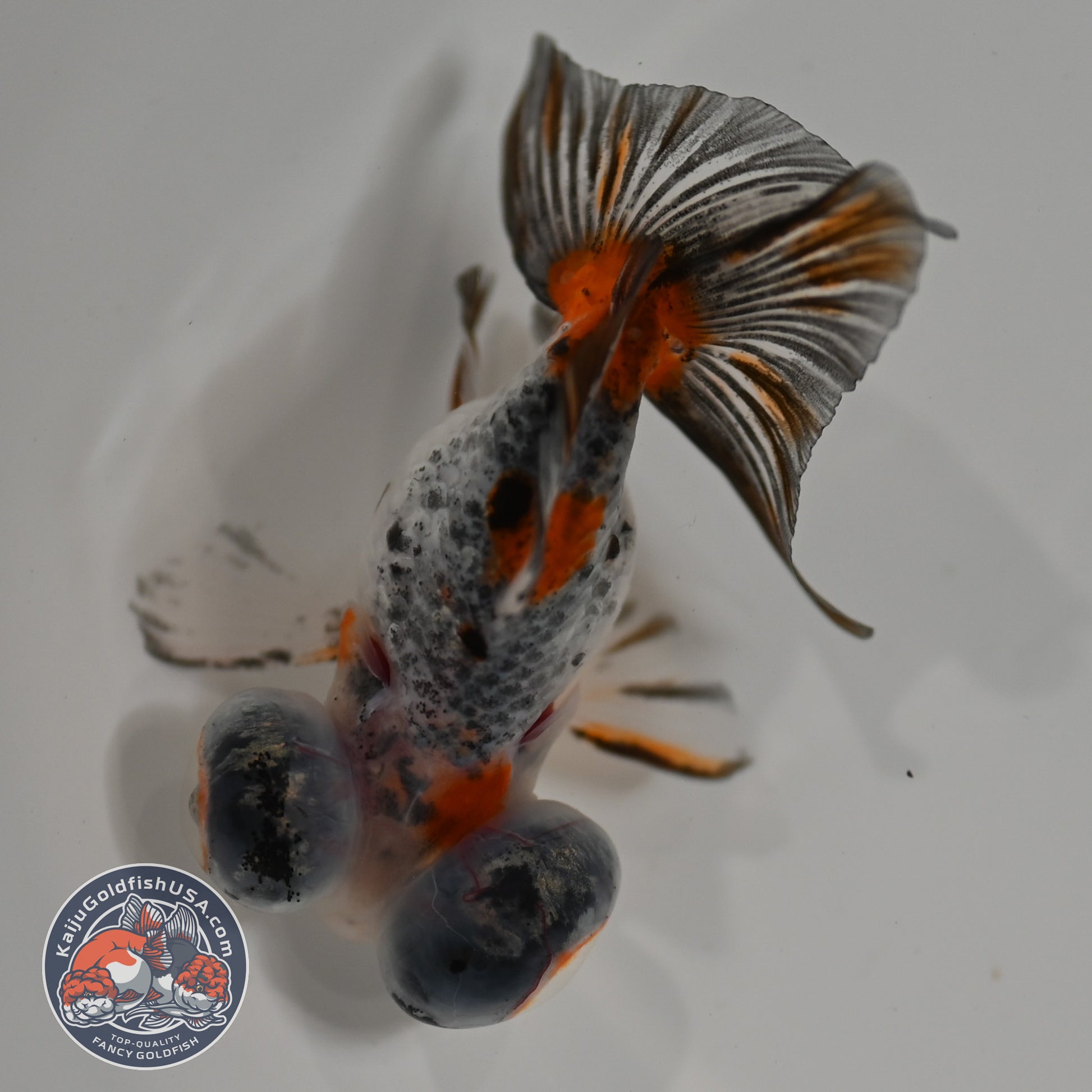 Butterfly Tail Telescope inch Body (260220_TL05)