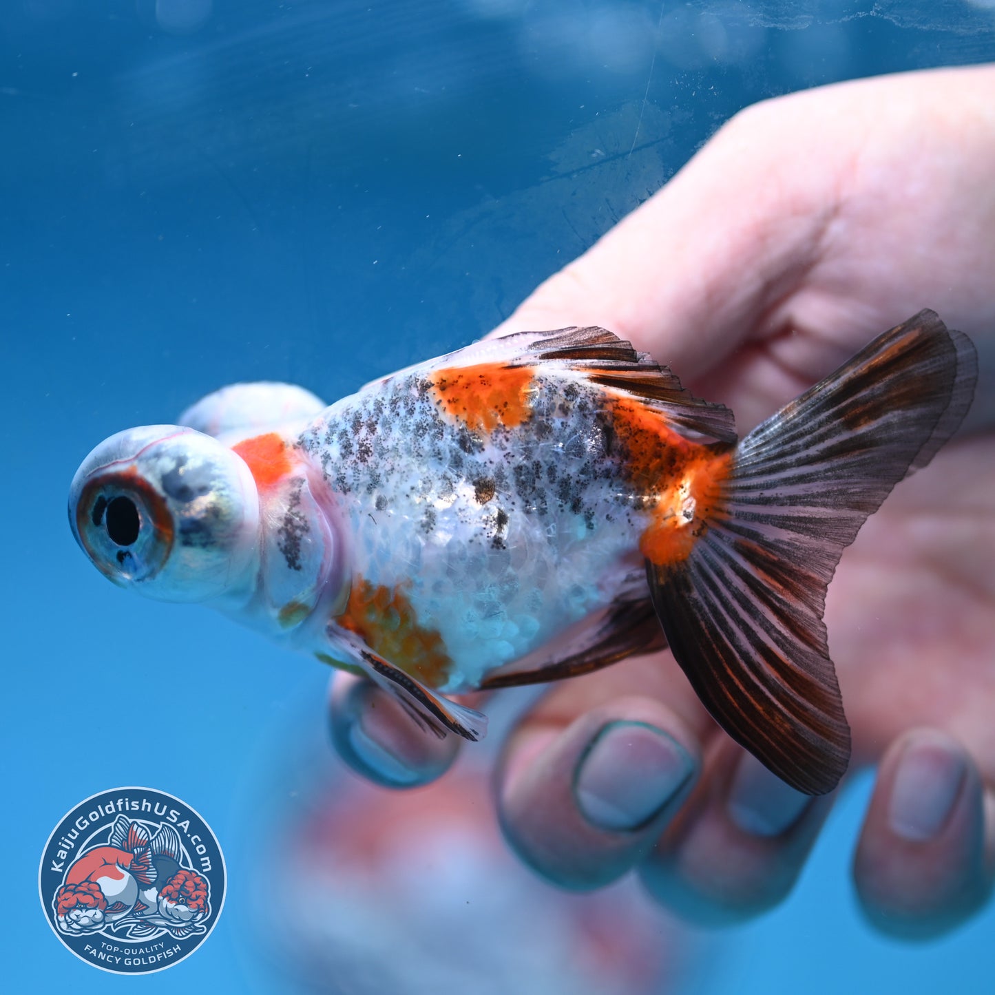 Butterfly Tail Telescope inch Body (260220_TL05)