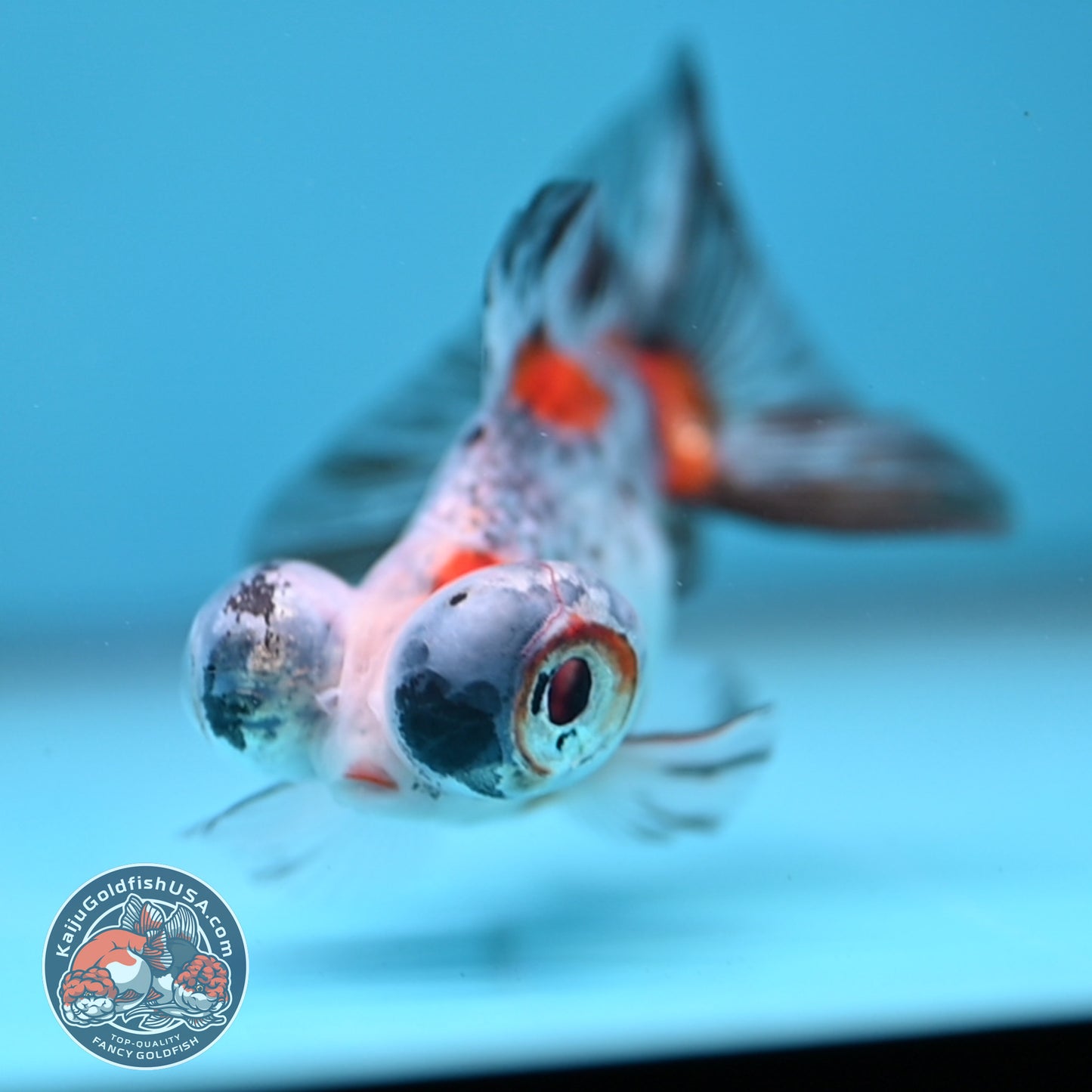 Butterfly Tail Telescope inch Body (260220_TL05)