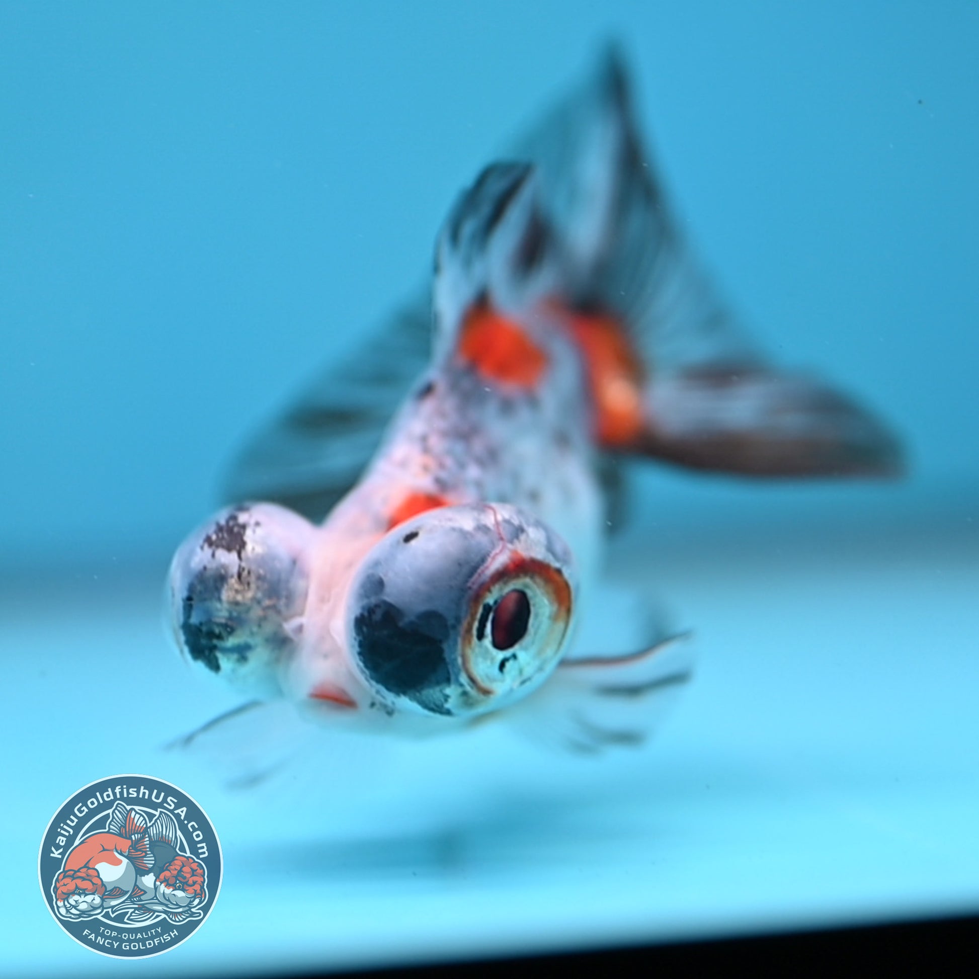 Butterfly Tail Telescope inch Body (260220_TL05)