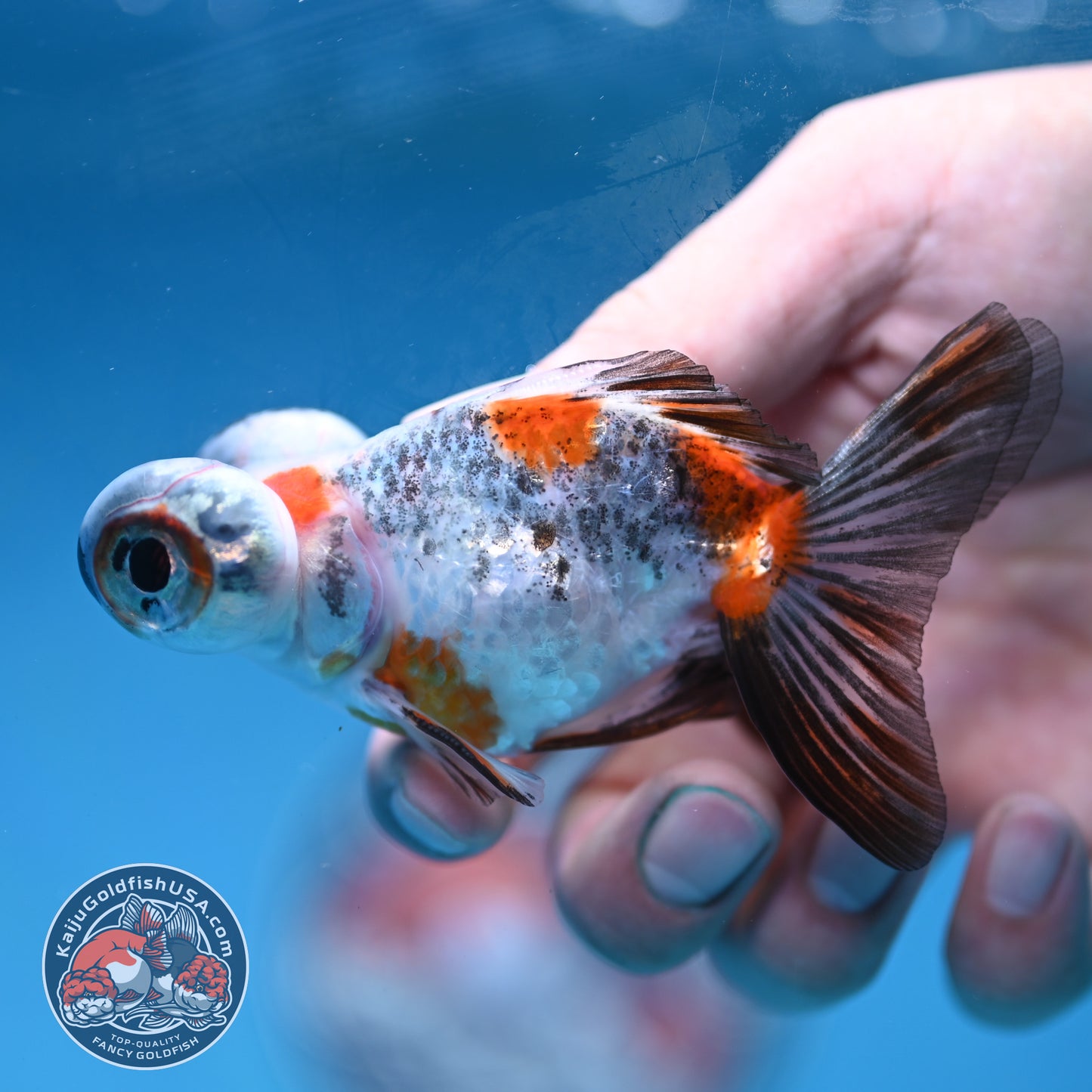 Butterfly Tail Telescope inch Body (260220_TL05)