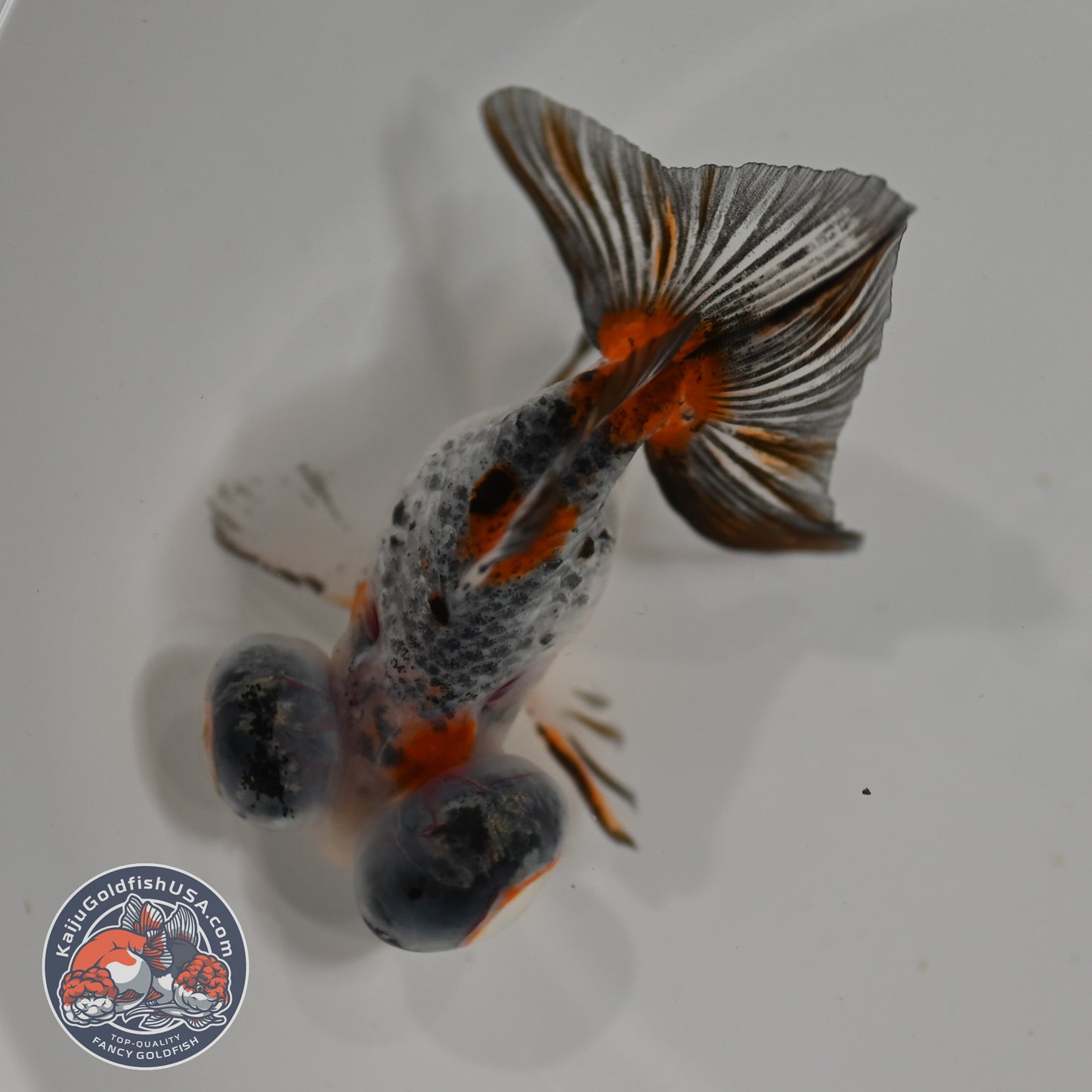 Butterfly Tail Telescope inch Body (260220_TL05)