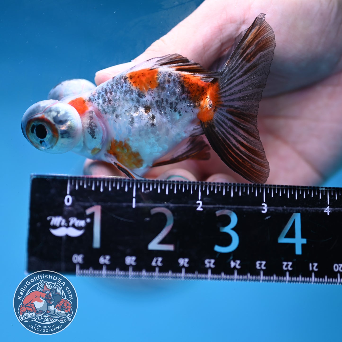 Butterfly Tail Telescope inch Body (260220_TL05)