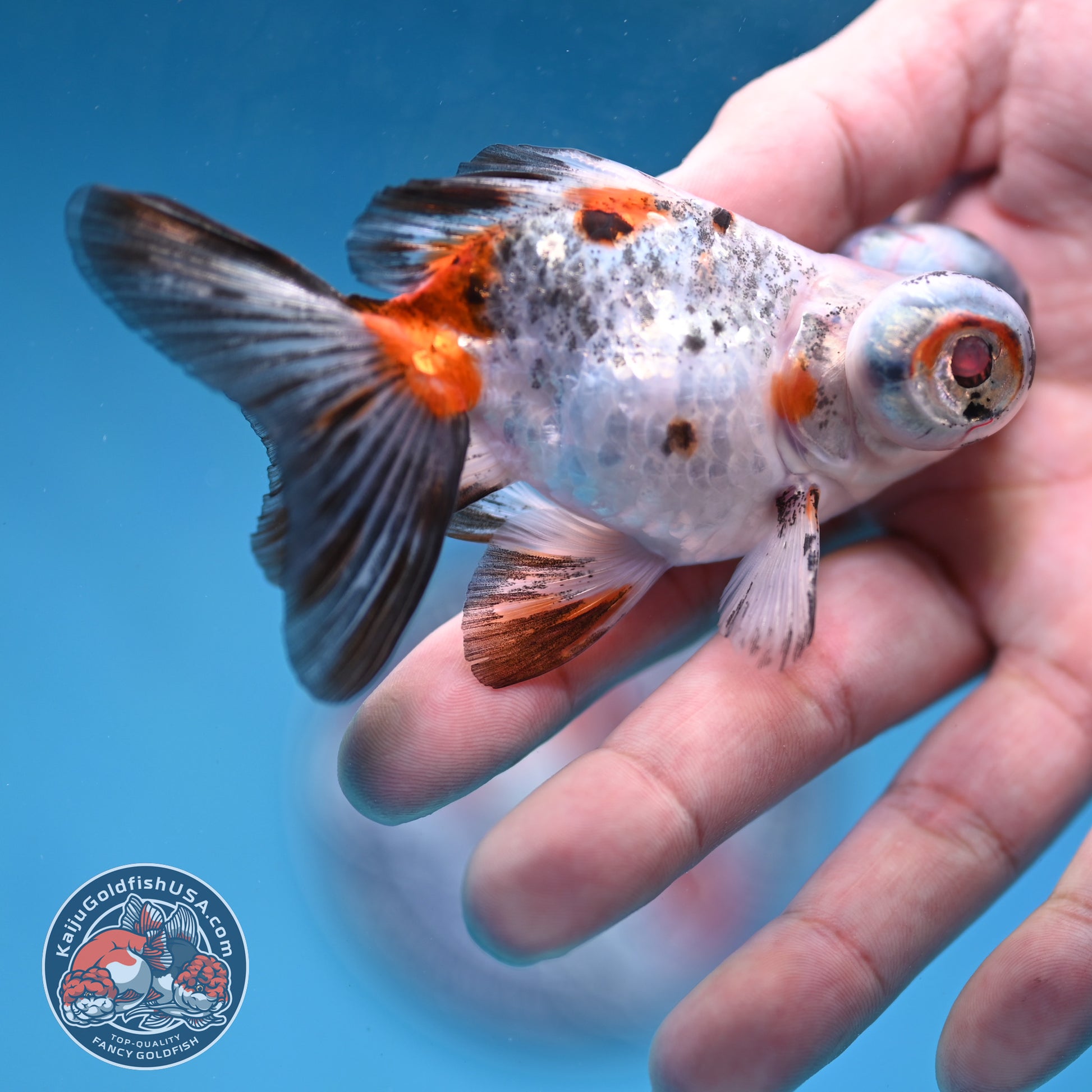 Butterfly Tail Telescope inch Body (260220_TL05)