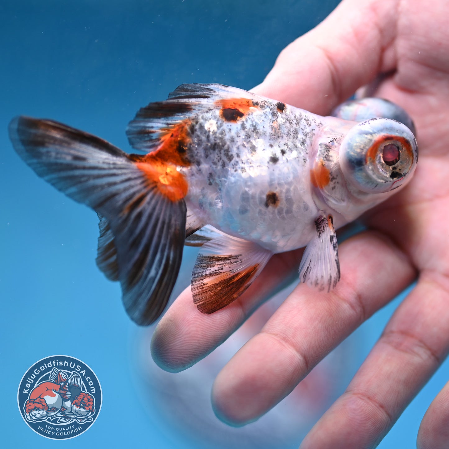 Butterfly Tail Telescope inch Body (260220_TL05)