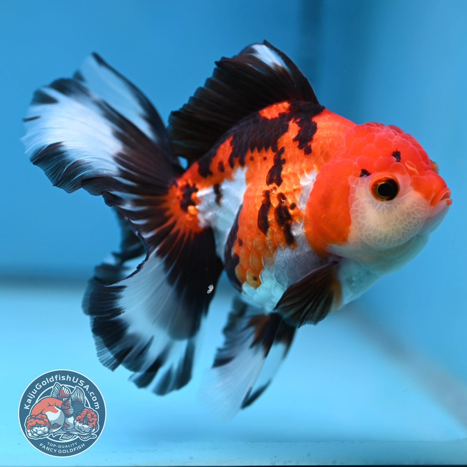 Butterfly Tail Tricolor Oranda 4 inch Body (251212_OR03)