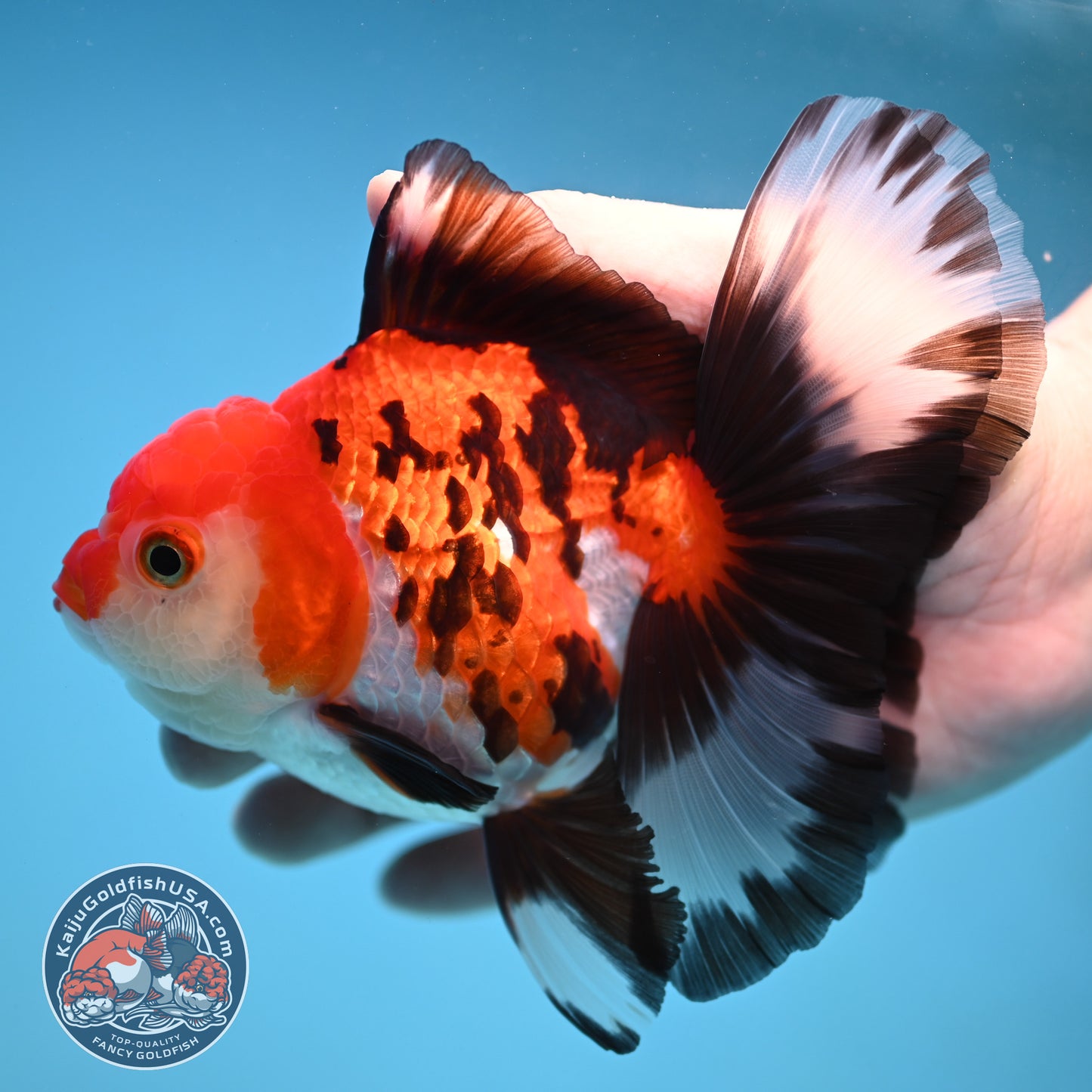 Butterfly Tail Tricolor Oranda 4 inch Body (251212_OR03)