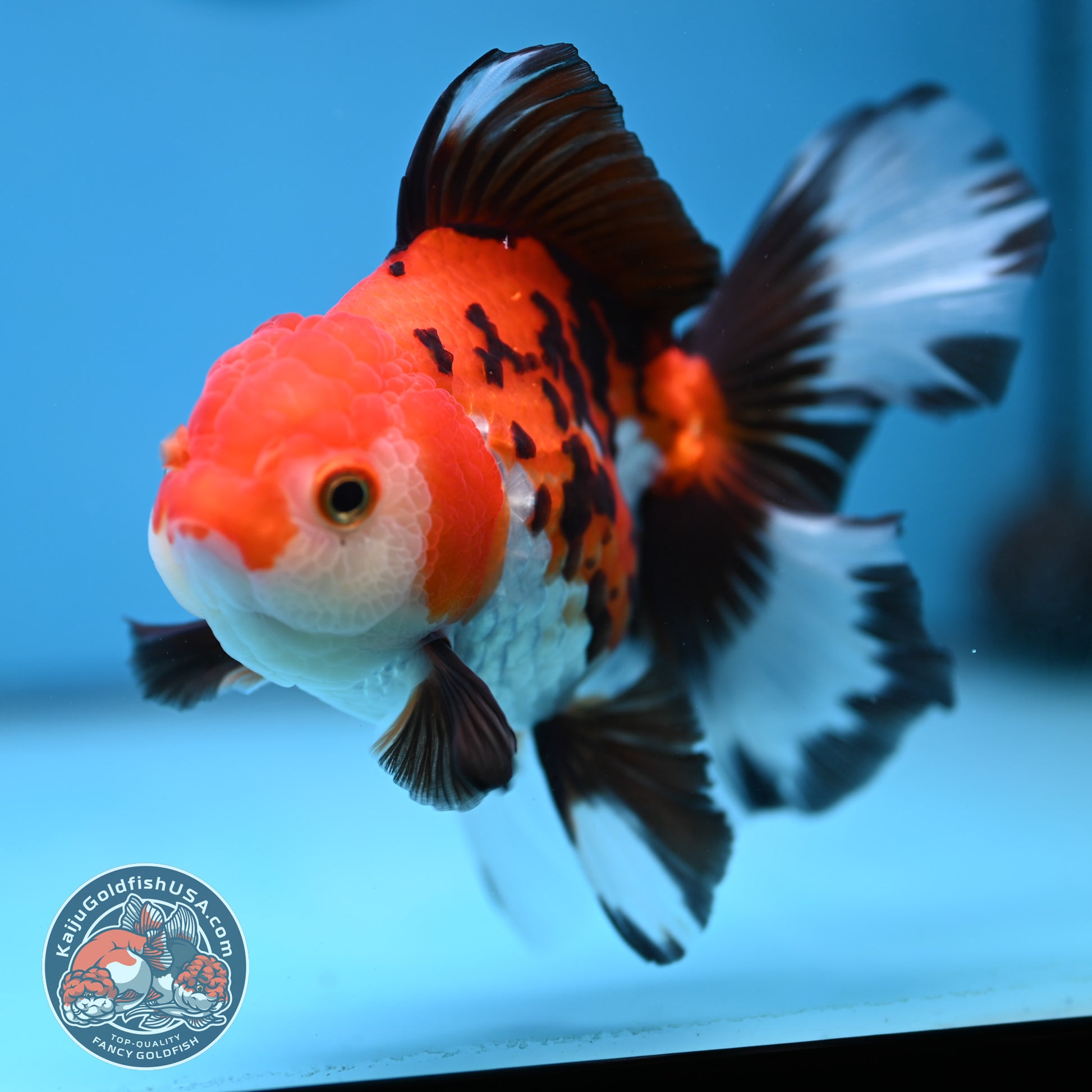 Butterfly Tail Tricolor Oranda 4 inch Body (251212_OR03)
