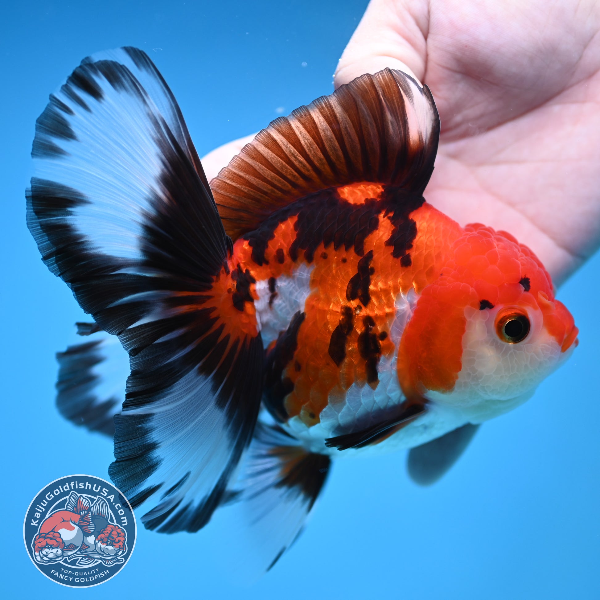 Butterfly Tail Tricolor Oranda 4 inch Body (251212_OR03)