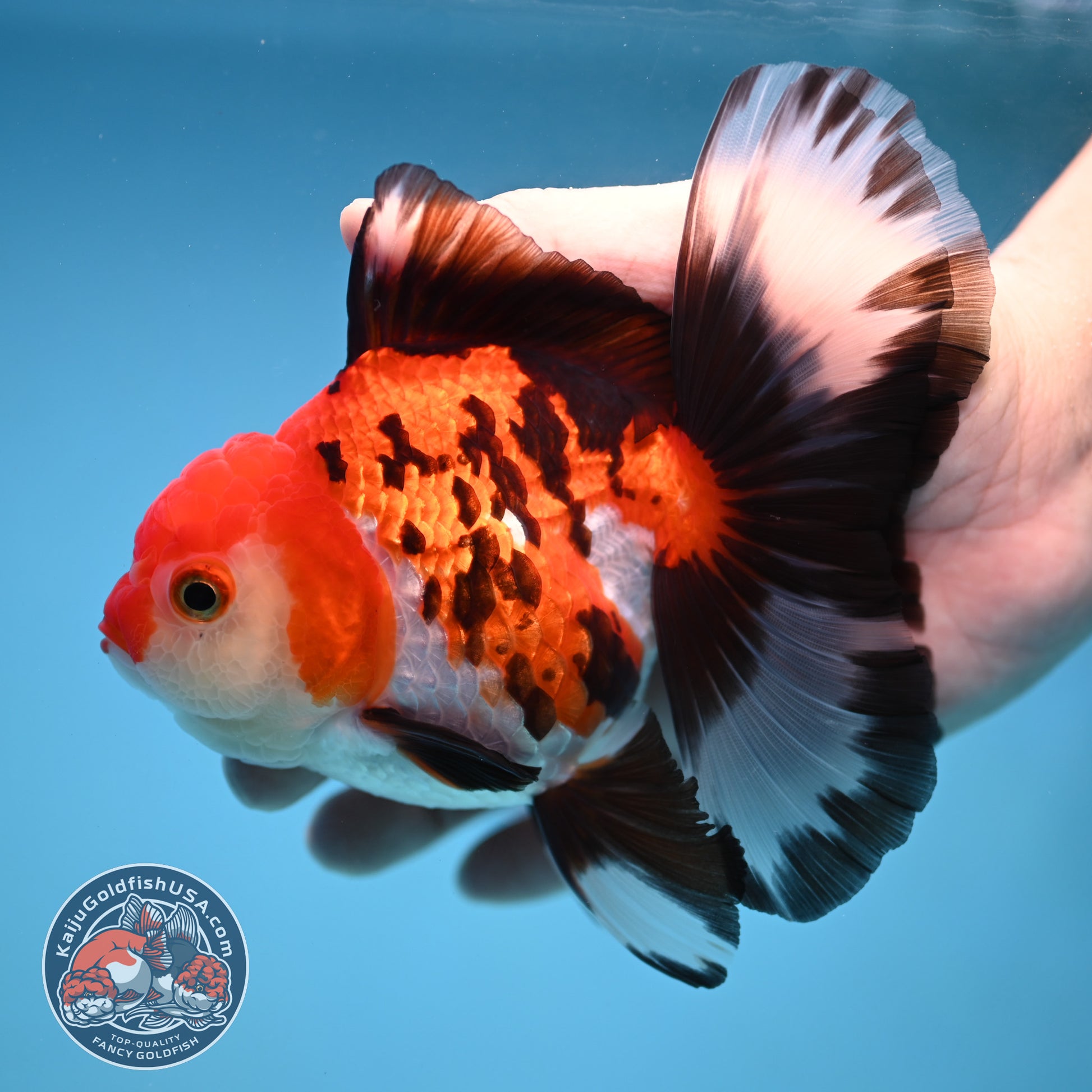 Butterfly Tail Tricolor Oranda 4 inch Body (251212_OR03)