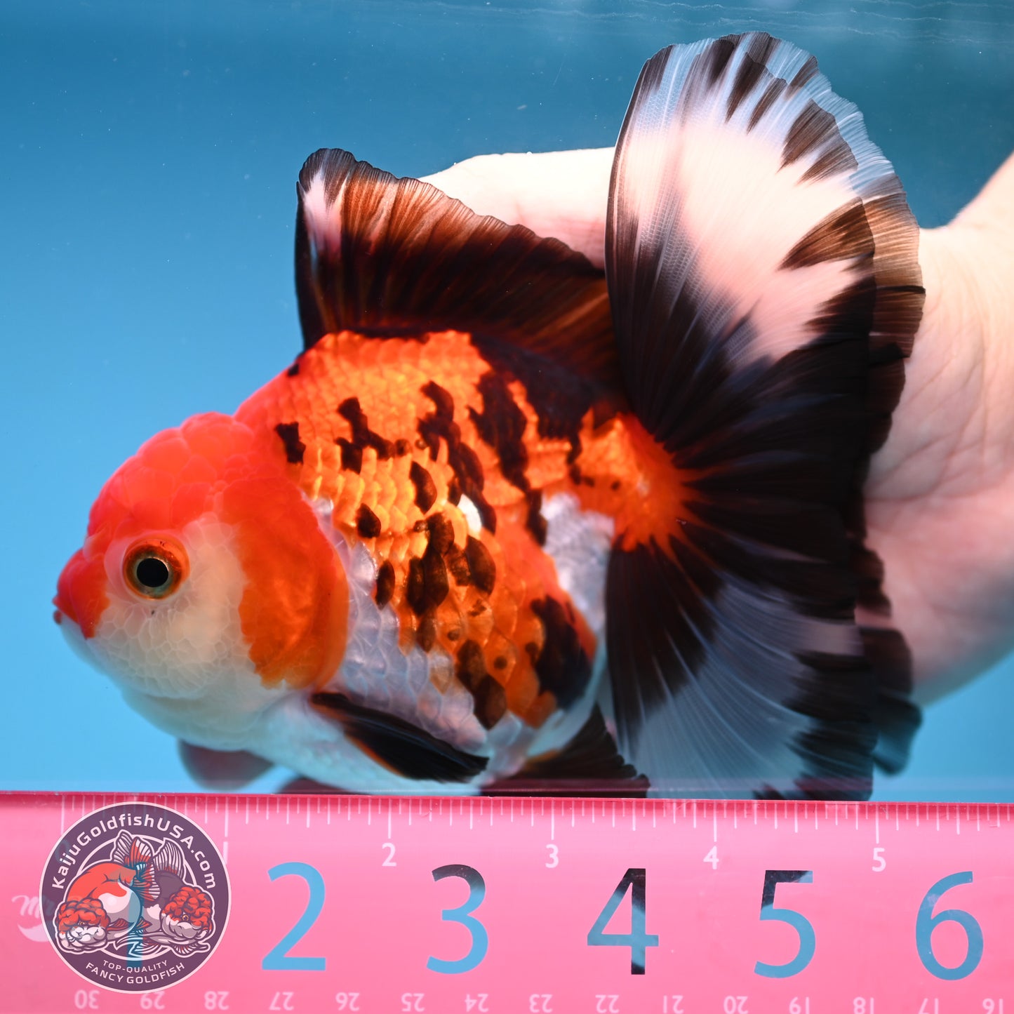 Butterfly Tail Tricolor Oranda 4 inch Body (251212_OR03)