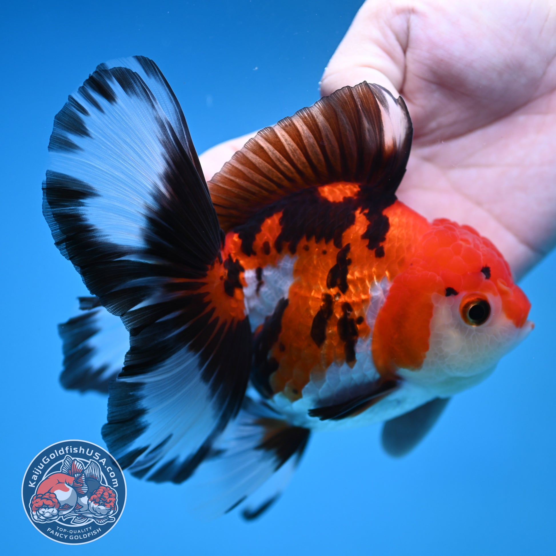 Butterfly Tail Tricolor Oranda 4 inch Body (251212_OR03)