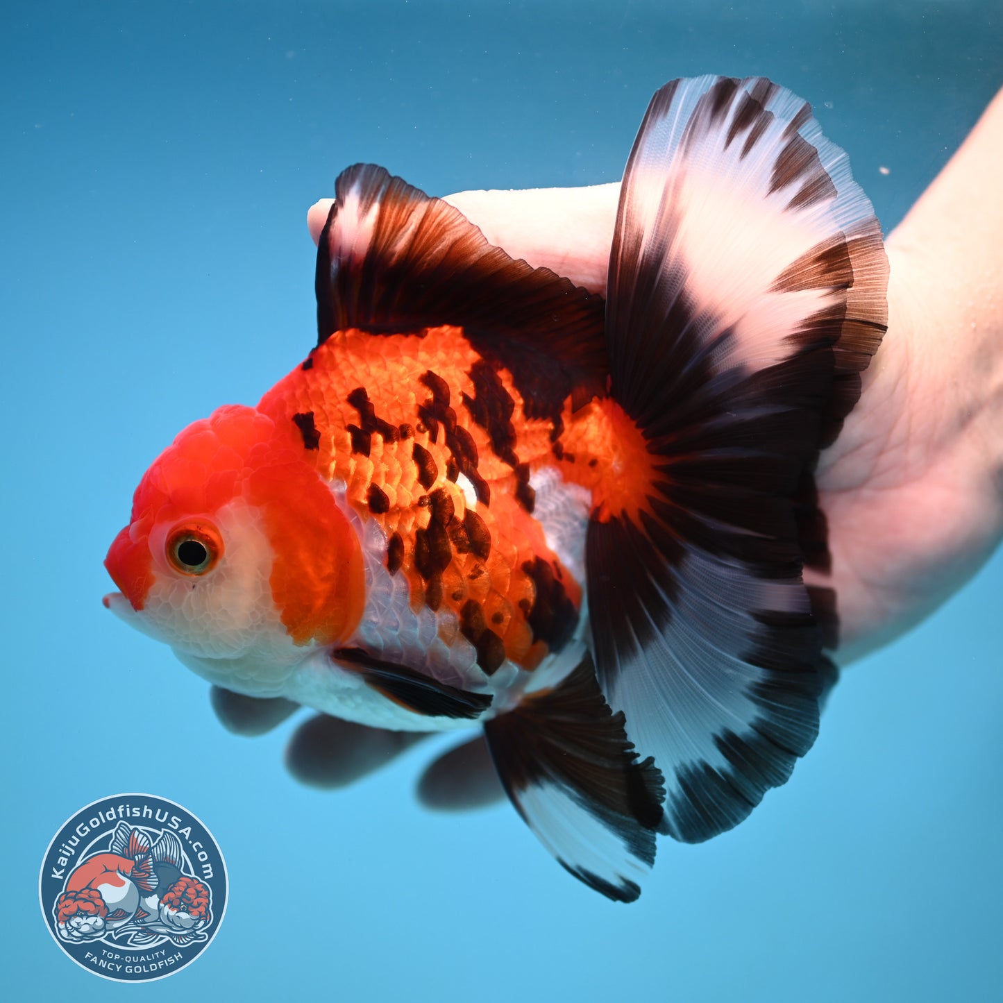 Butterfly Tail Tricolor Oranda 4 inch Body (251212_OR03)