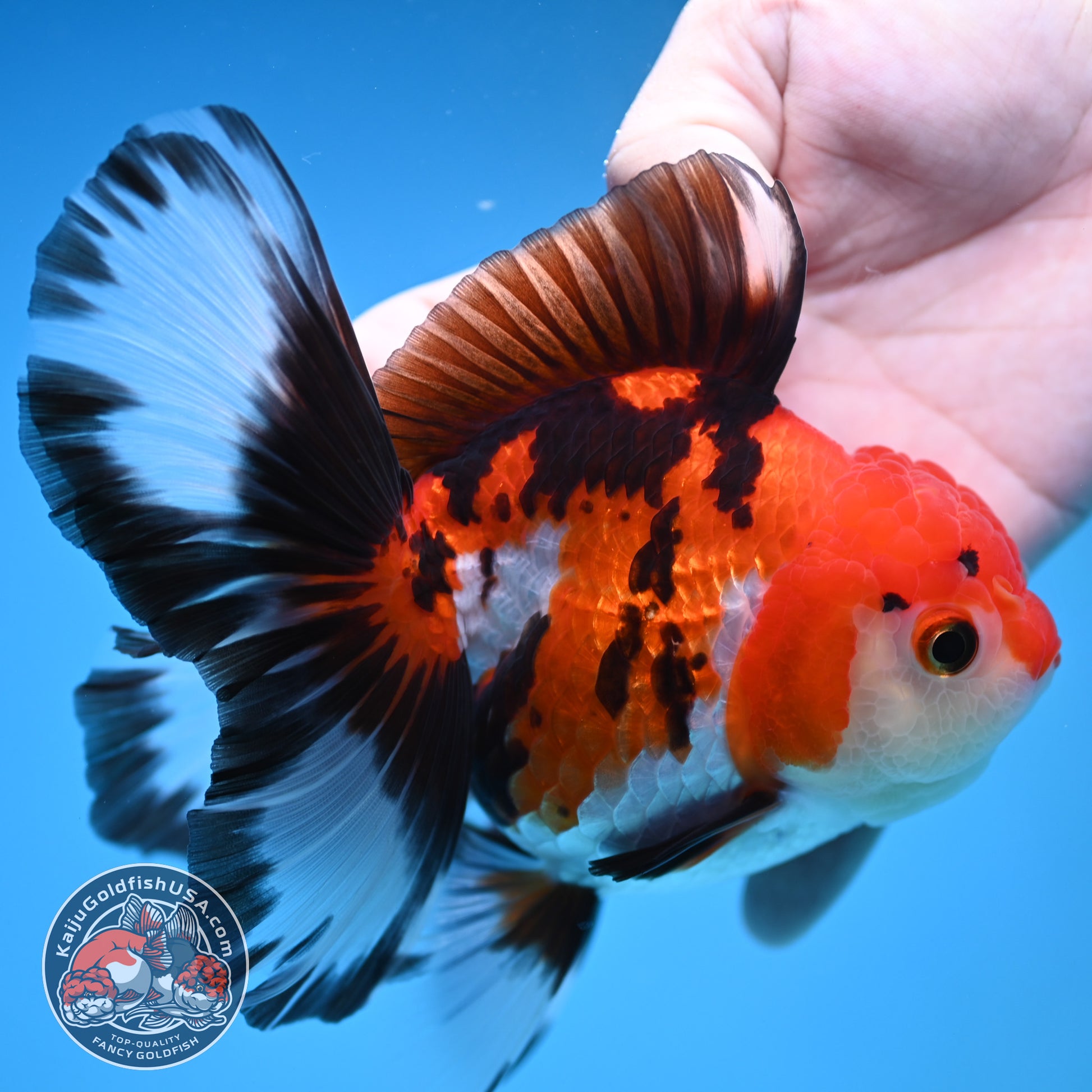 Butterfly Tail Tricolor Oranda 4 inch Body (251212_OR03)