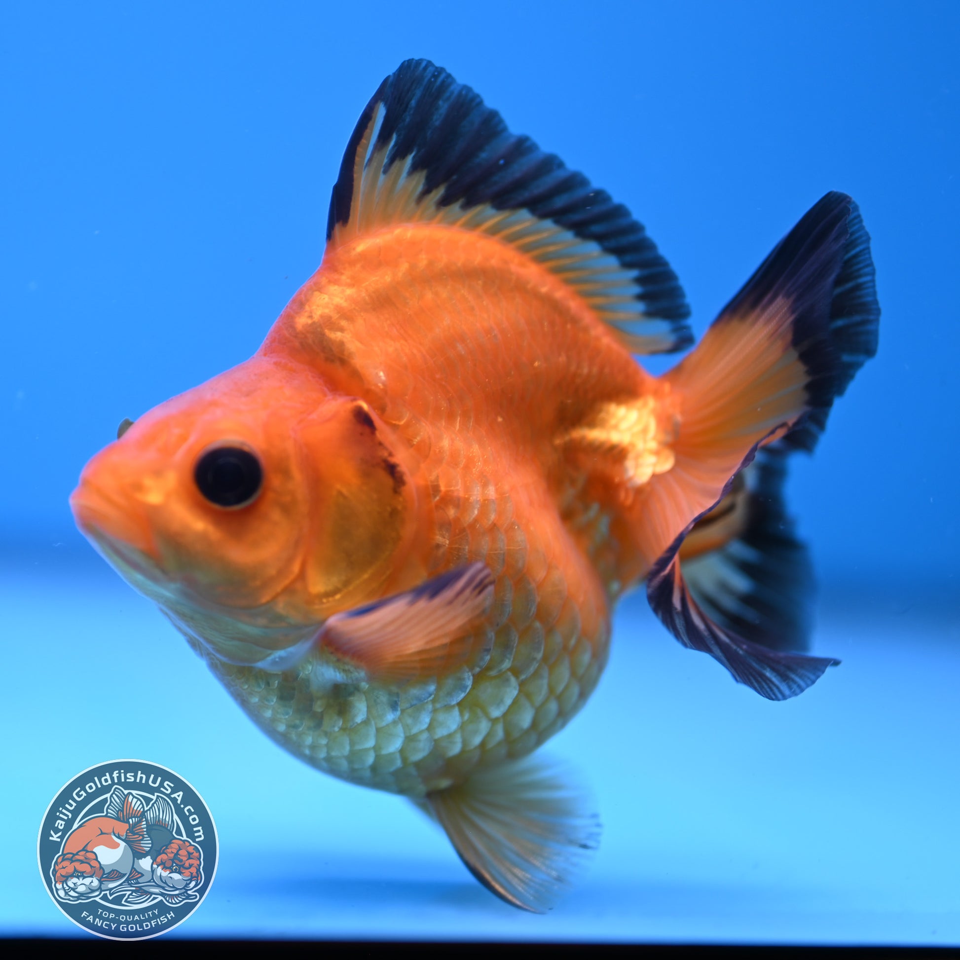 Button Eyes Apache Ryukin 3.5 inch Body (251114_RY02)