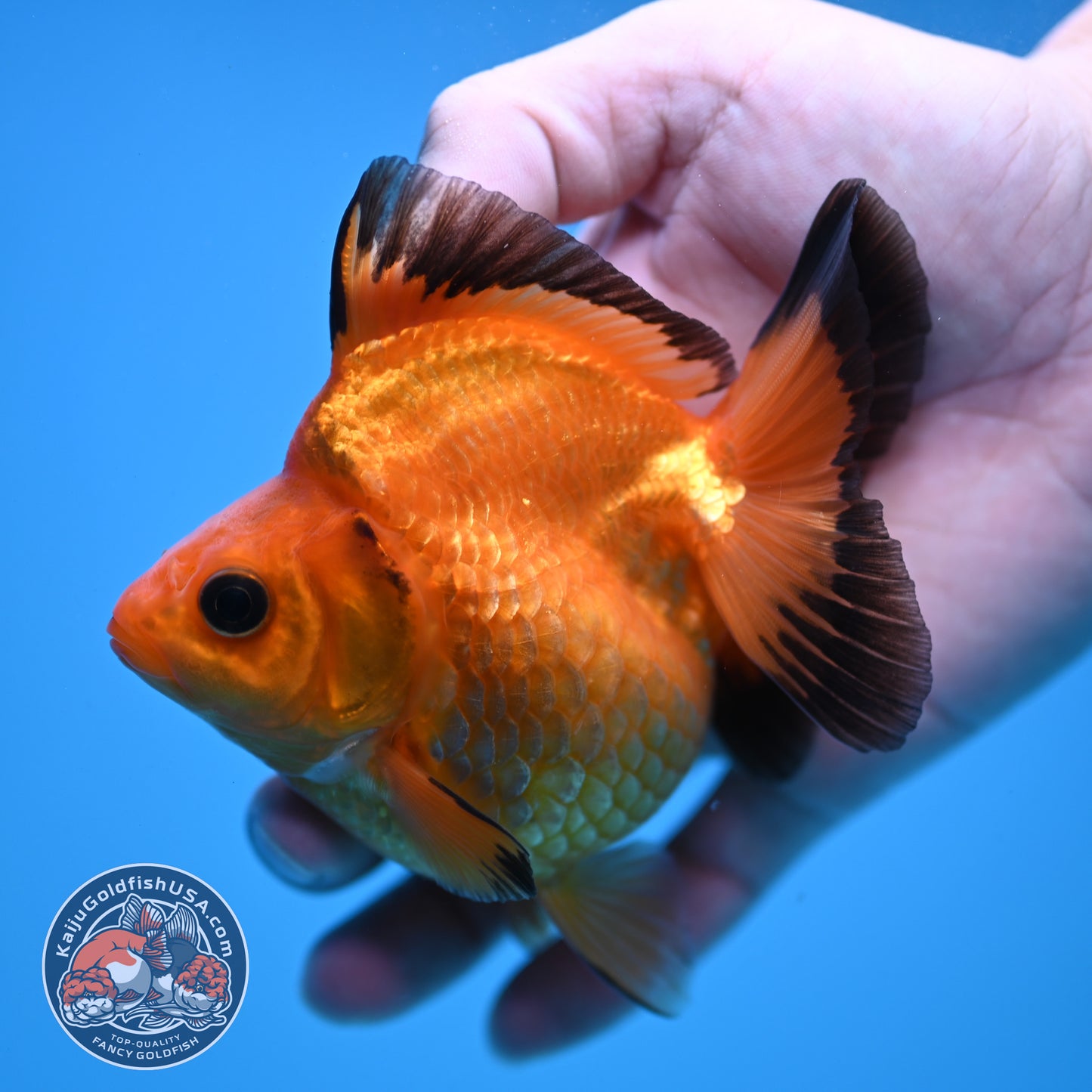 Button Eyes Apache Ryukin 3.5 inch Body (251114_RY02)