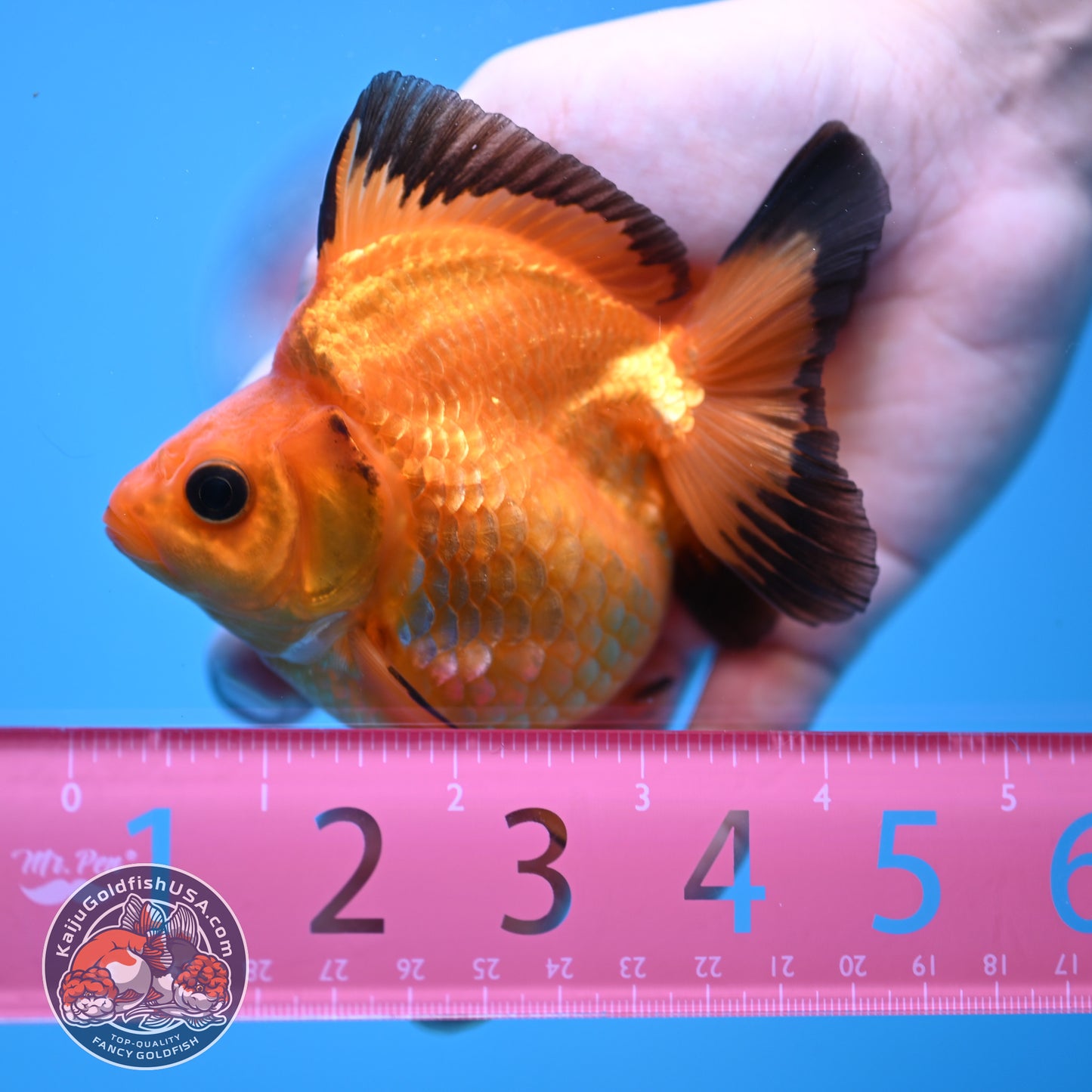 Button Eyes Apache Ryukin 3.5 inch Body (251114_RY02)
