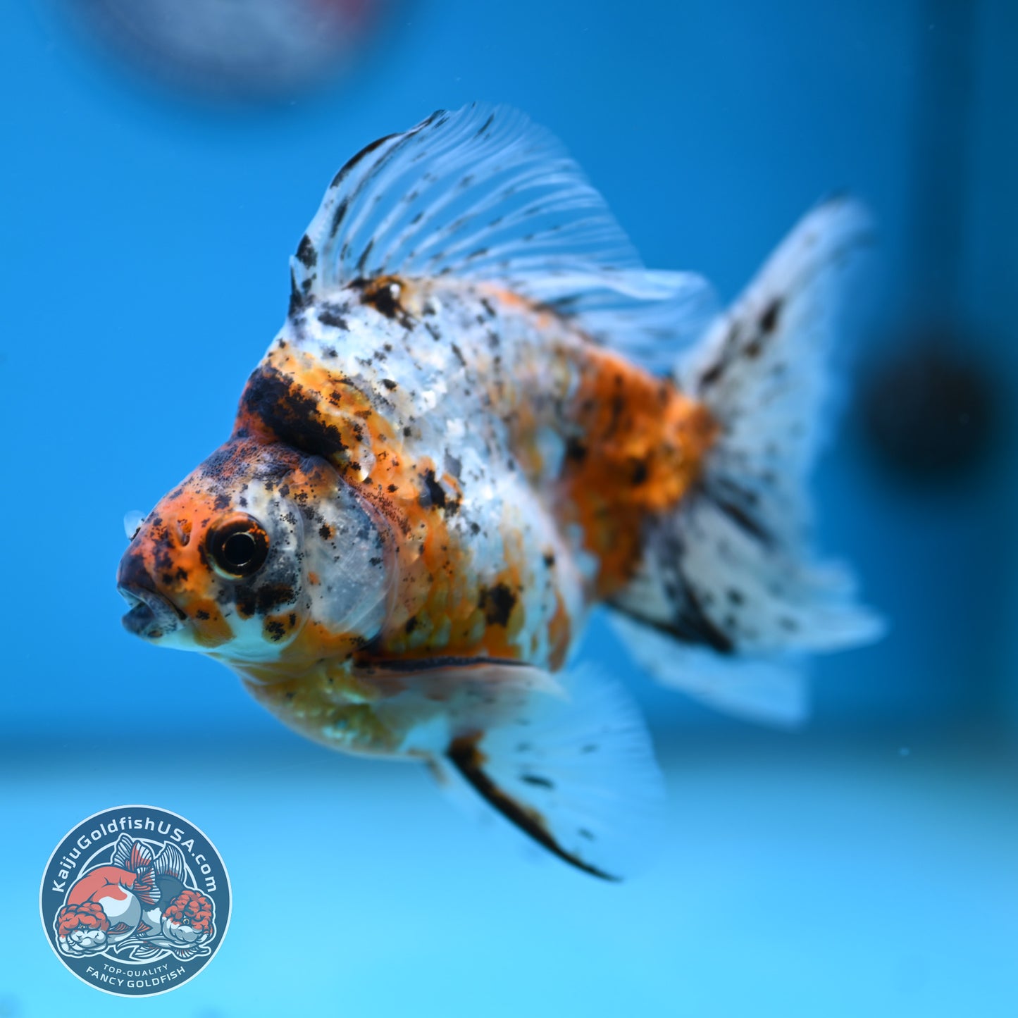 Calico Broad Tail Ryukin 3.6 inch Body (251219_RY03)